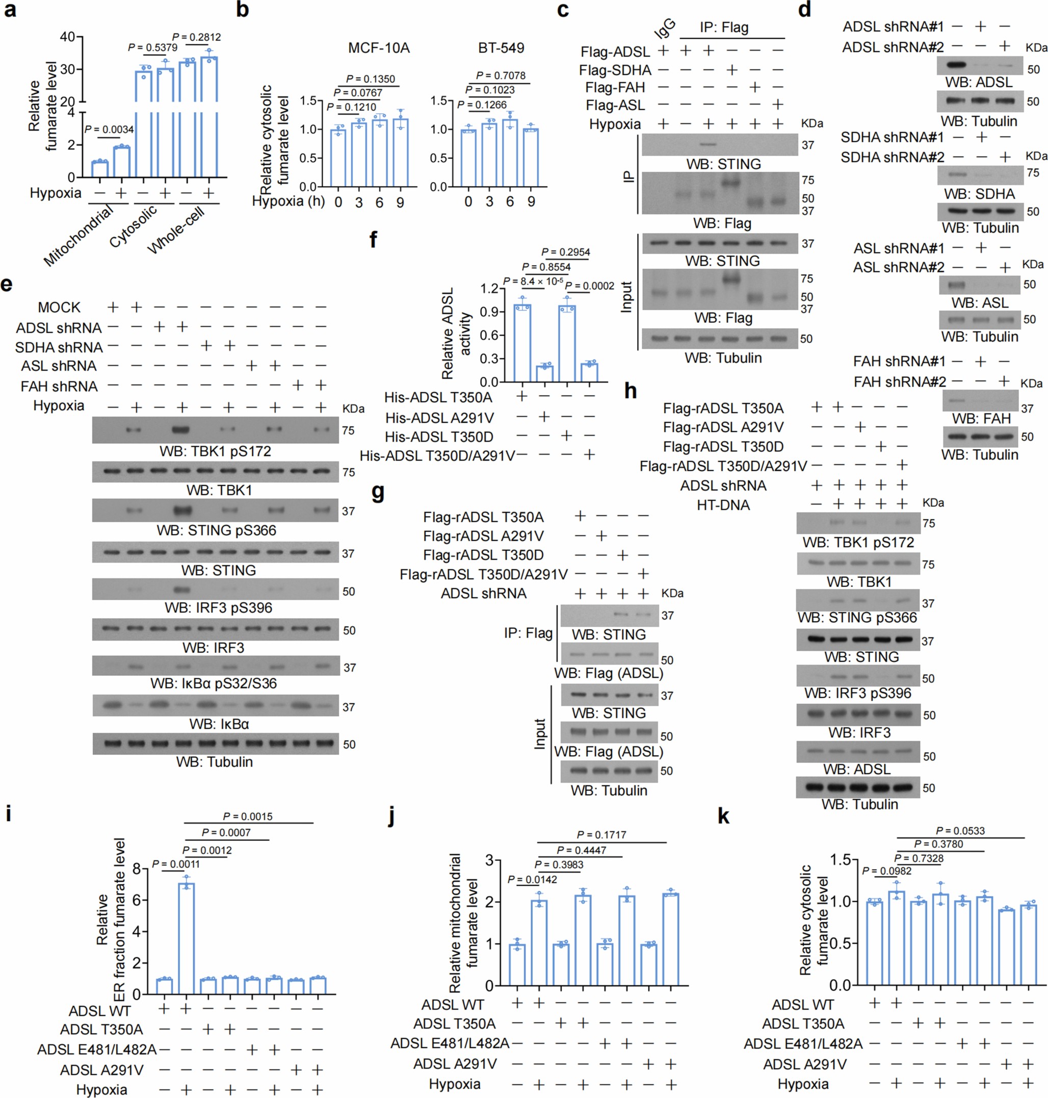 Extended Data Fig. 7: Local production of fumarate from STING-associated ADSL at ER inhibits STING activation.