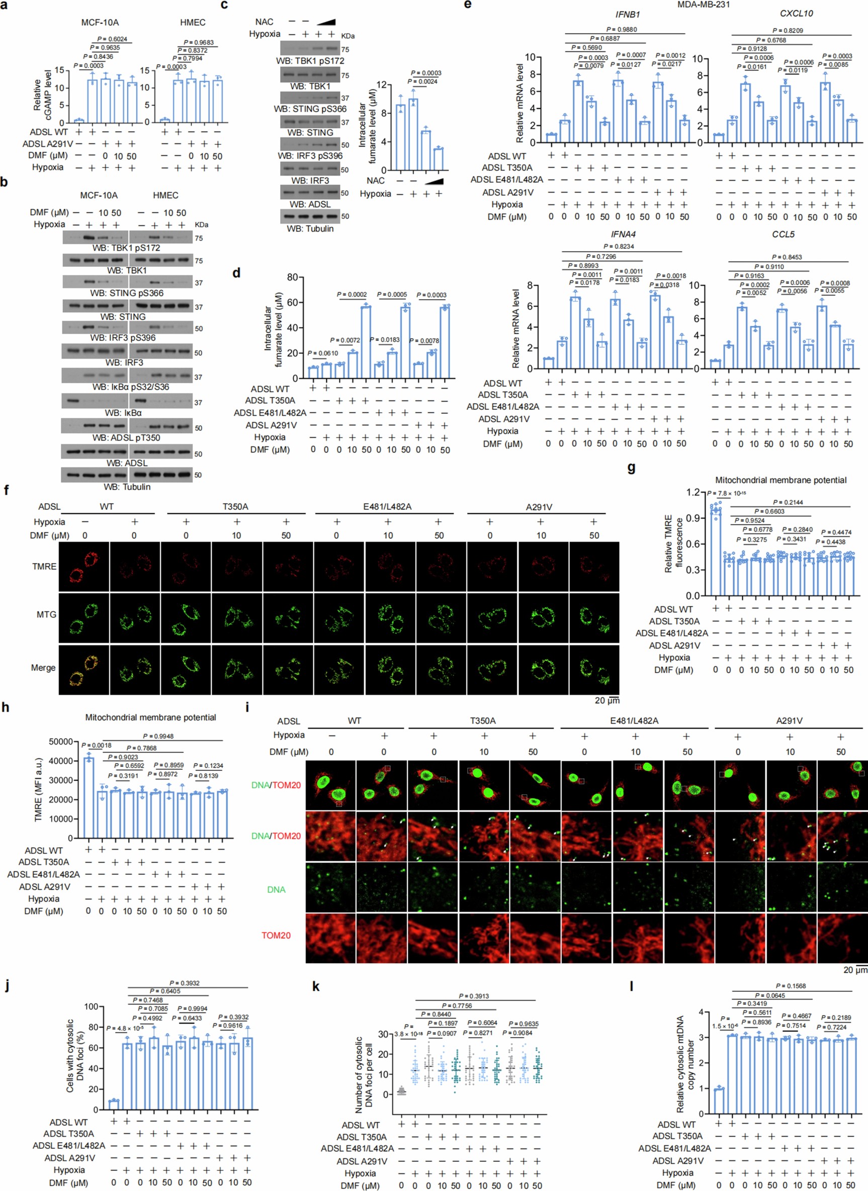 Extended Data Fig. 8: ADSL inhibits STING independently on the mitochondrial membrane potential alteration or mtDNA leakage.