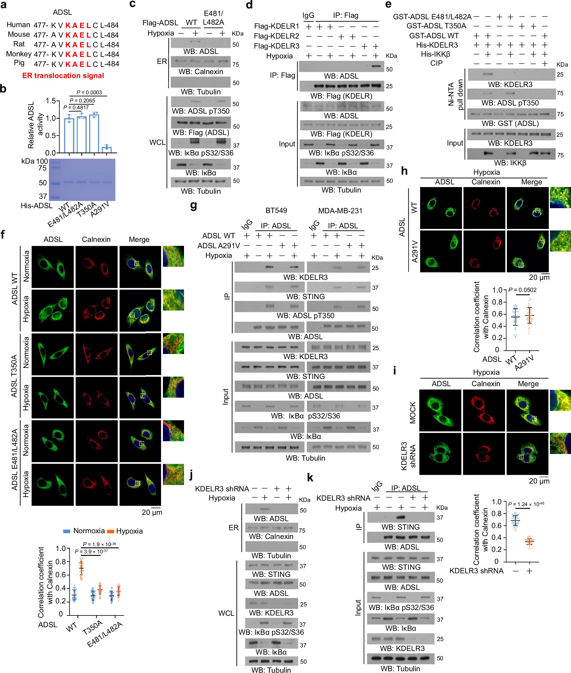 Extended Data Fig. 2: ADSL T350 phosphorylation drives ER translocation and ADSL-STING association via KDELR3 Interaction.