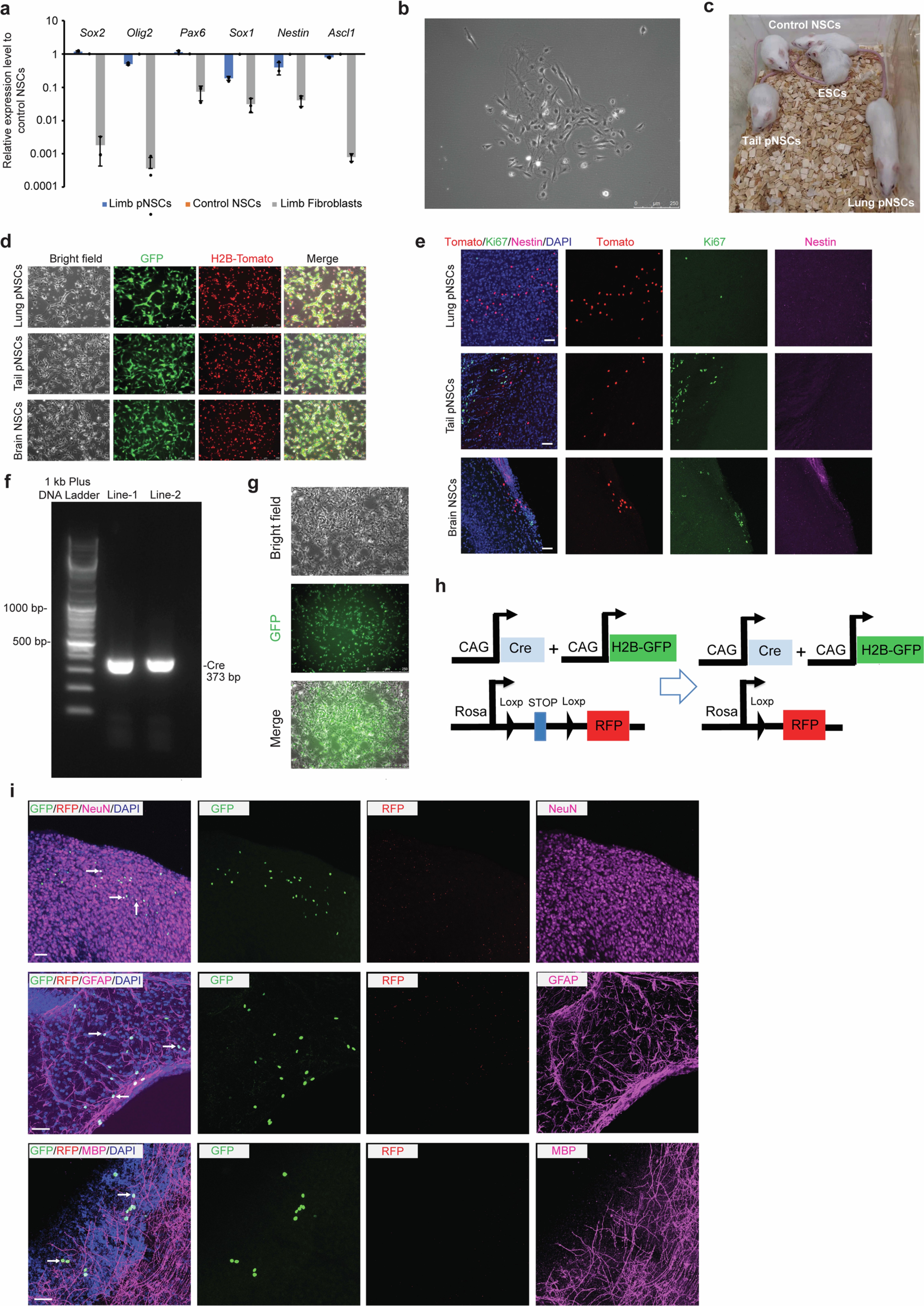 Extended Data Fig. 2: Characterization of pNSCs derived without low-pH treatment.