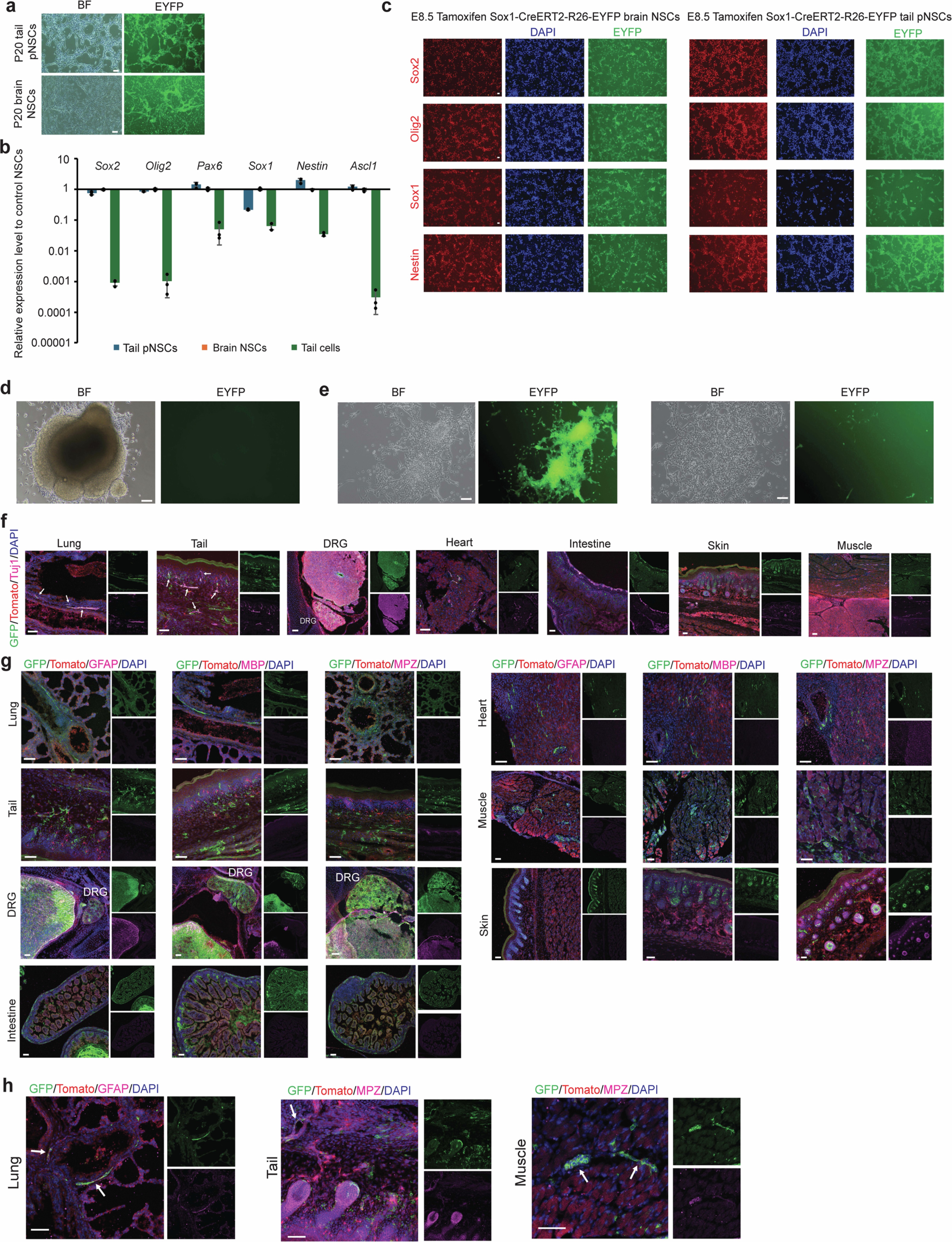Extended Data Fig. 8: pNSCs originate from early NECs and differentiate into neural derivatives during embryonic development.