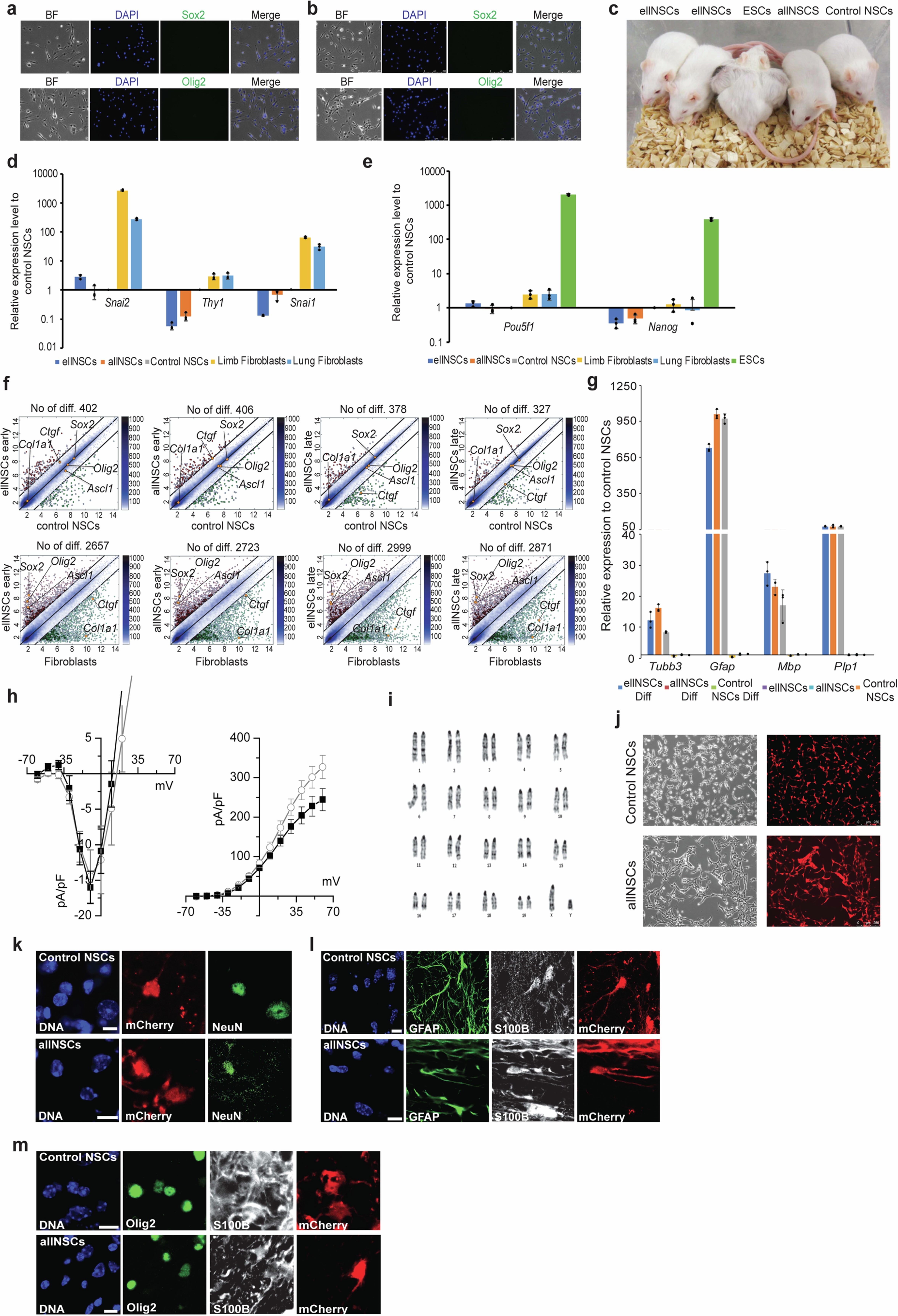 Extended Data Fig. 1: Derivation, characterization and multipotency assessment of ldNSCs.