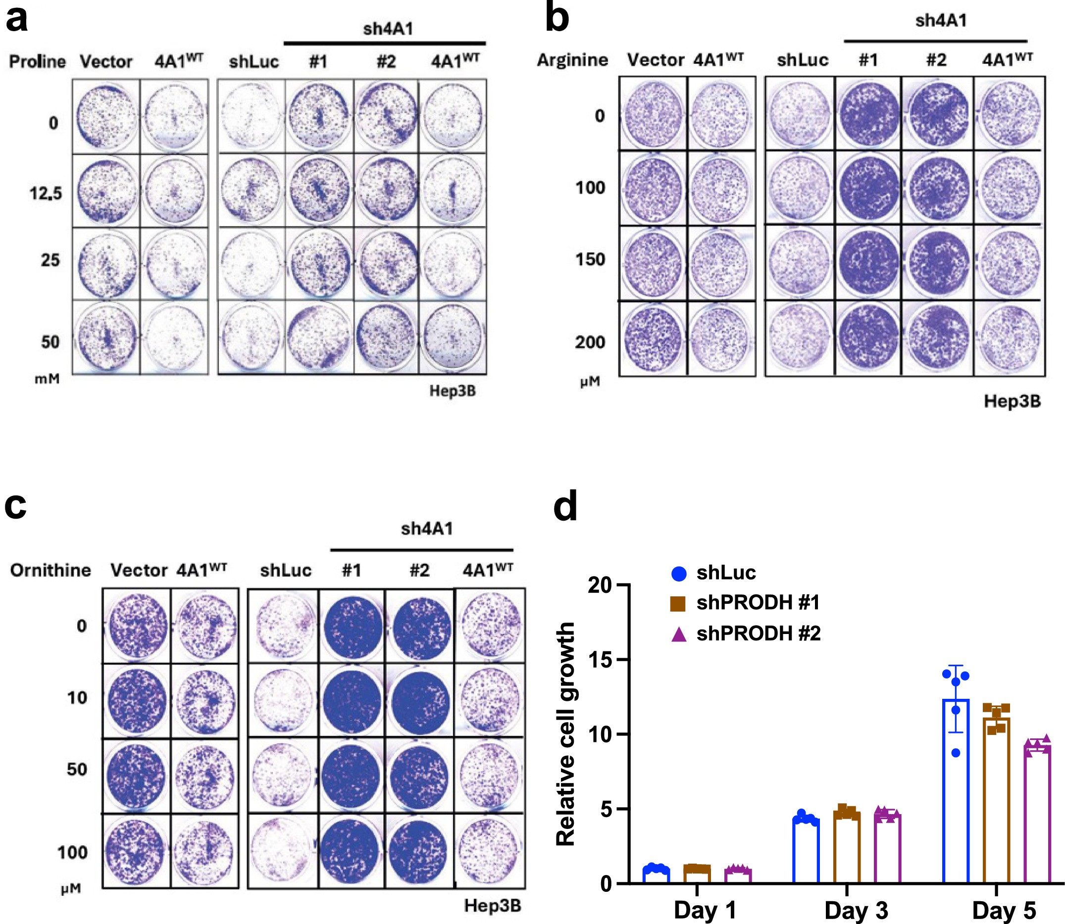 Extended Data Fig. 5: Increased proline, ornithine or arginine levels do not account for cancer cell proliferation regulated by ALDH4A1.