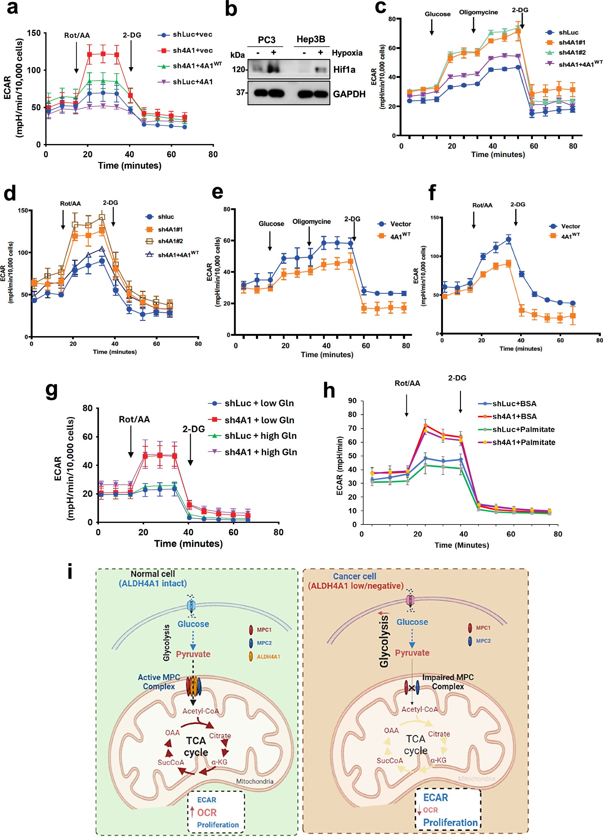 Extended Data Fig. 9: ALDH4A1 displays glycolytic suppression in steady-state and hypoxia conditions.