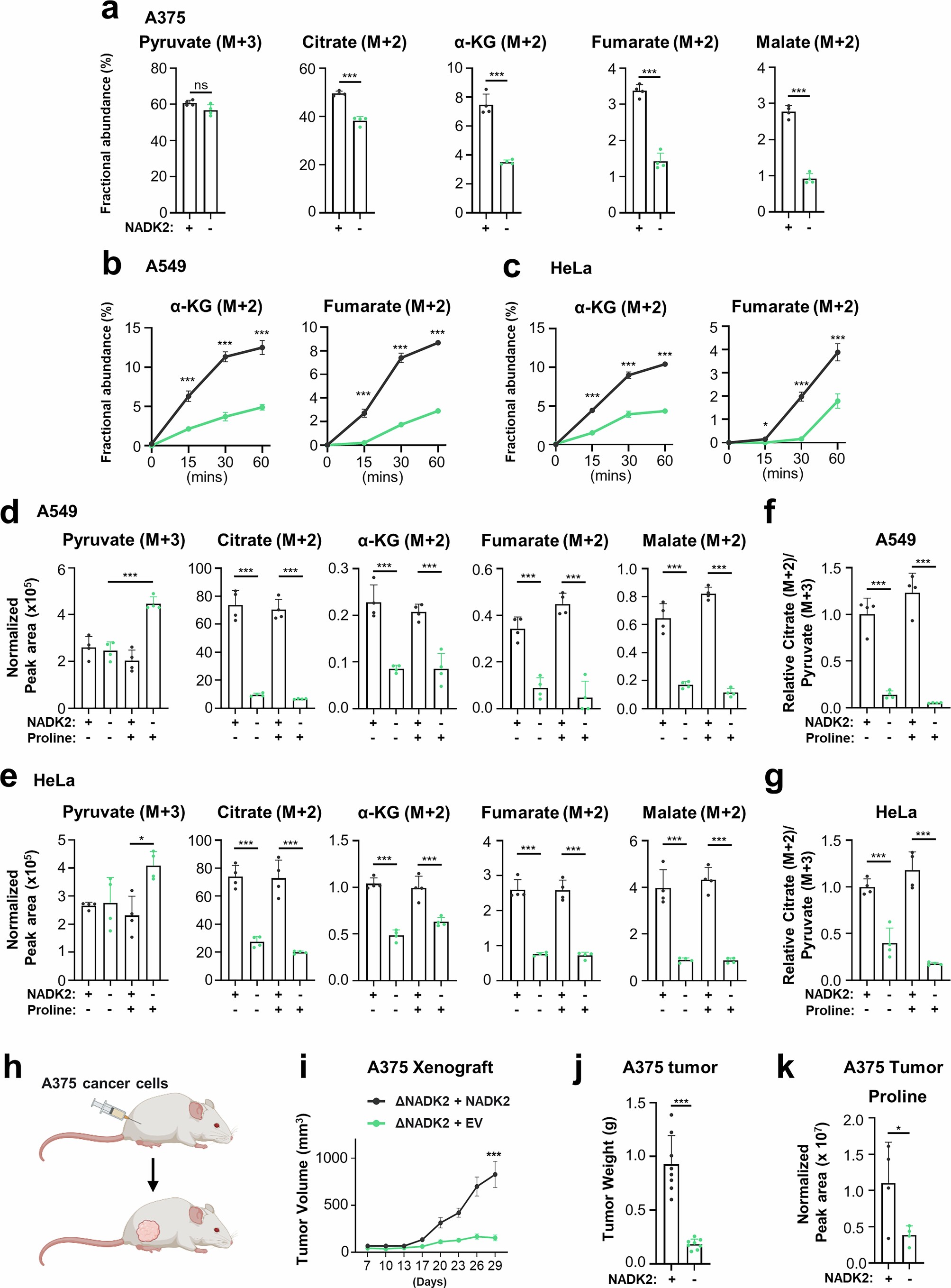 Extended Data Fig. 1: NADK2 supports pyruvate oxidation and tumor growth.