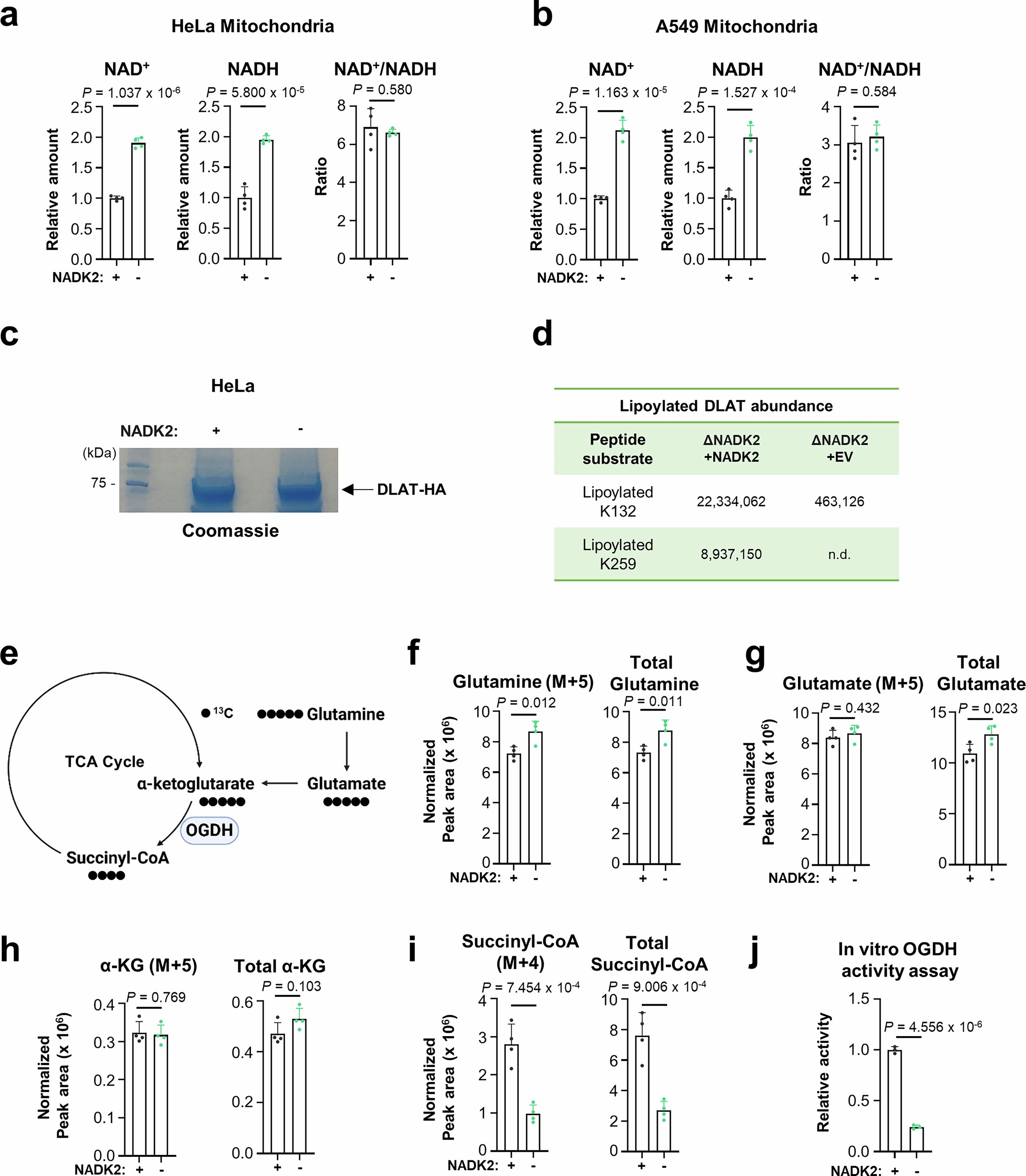 Extended Data Fig. 2: Impact of NADK2 on redox ratios and the TCA cycle.