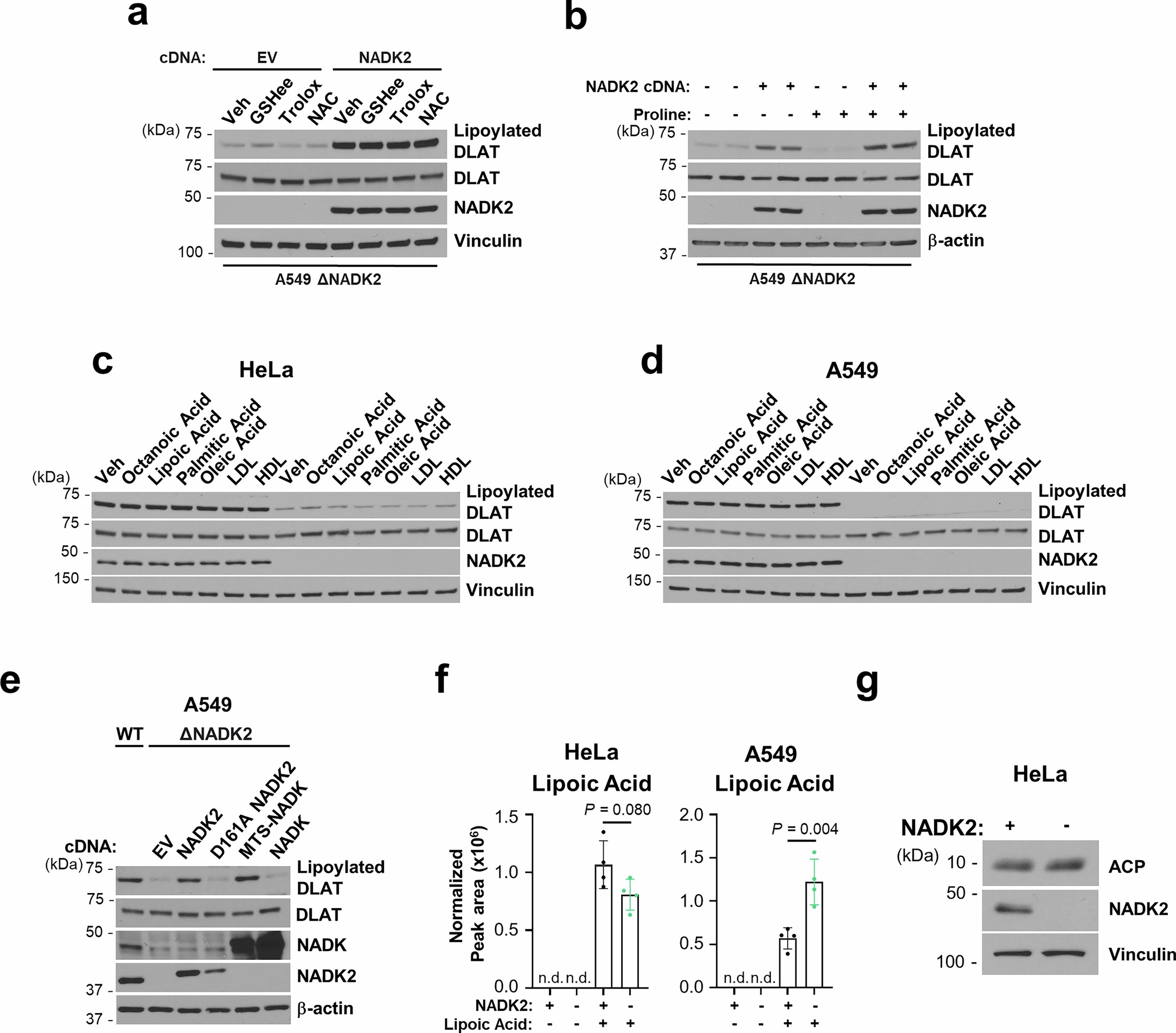 Extended Data Fig. 3: Impact of ROS, proline, and lipids on protein lipoylation.