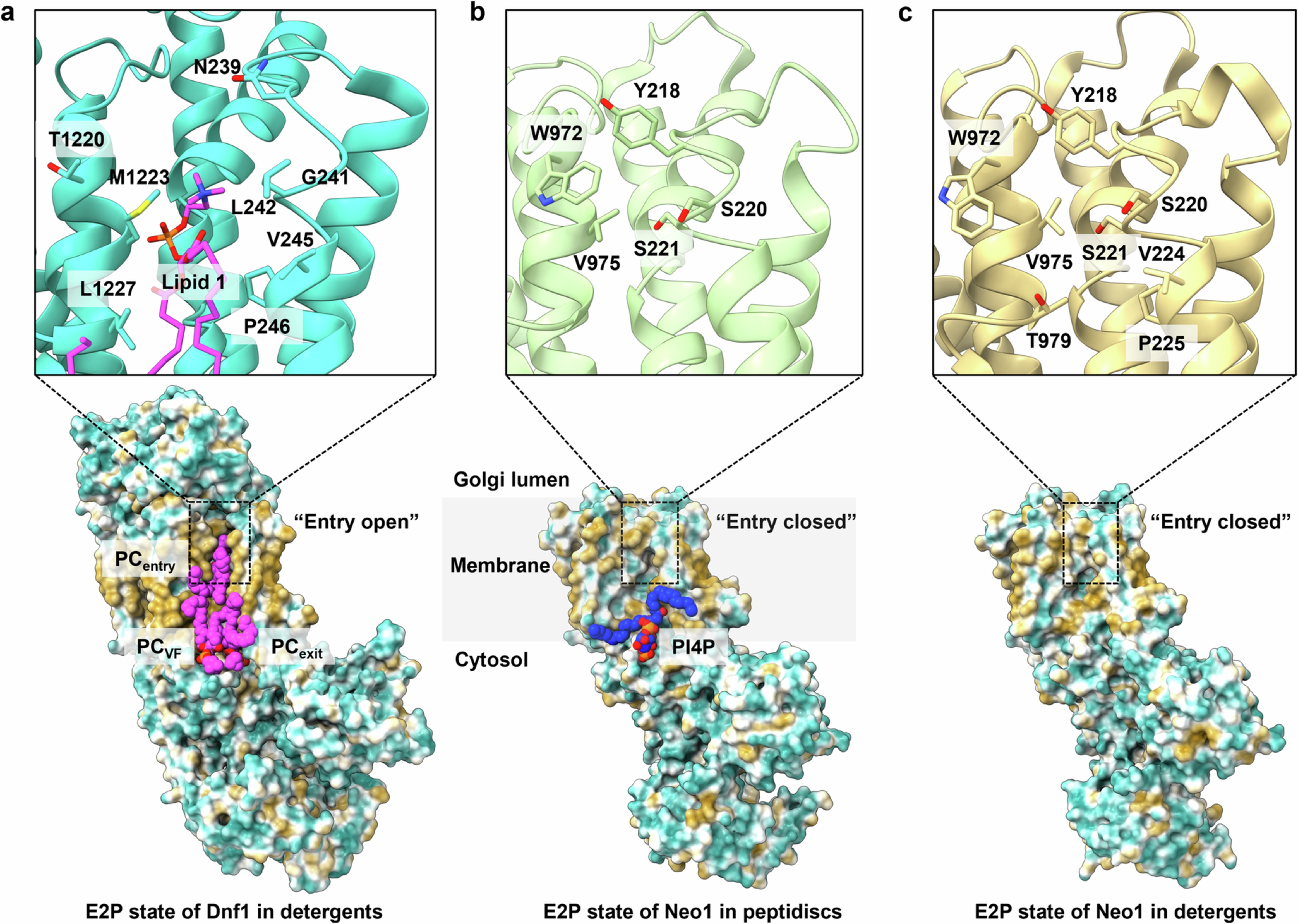 Extended Data Fig. 6: Comparison of substrate binding sites in Neo1 and Dnf1.