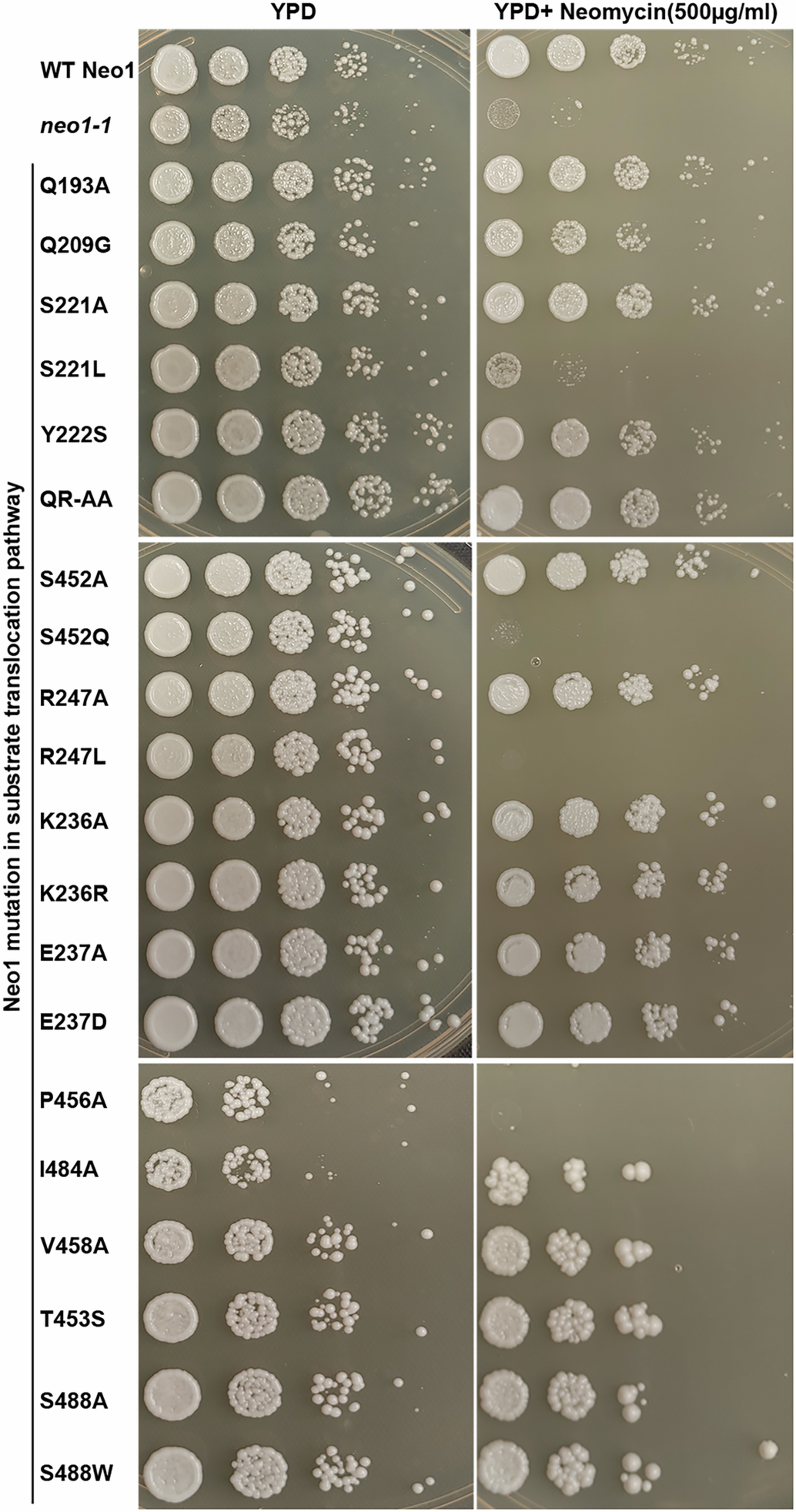 Extended Data Fig. 1: Neo1 substrate transport pathway mutants are sensitive to neomycin.