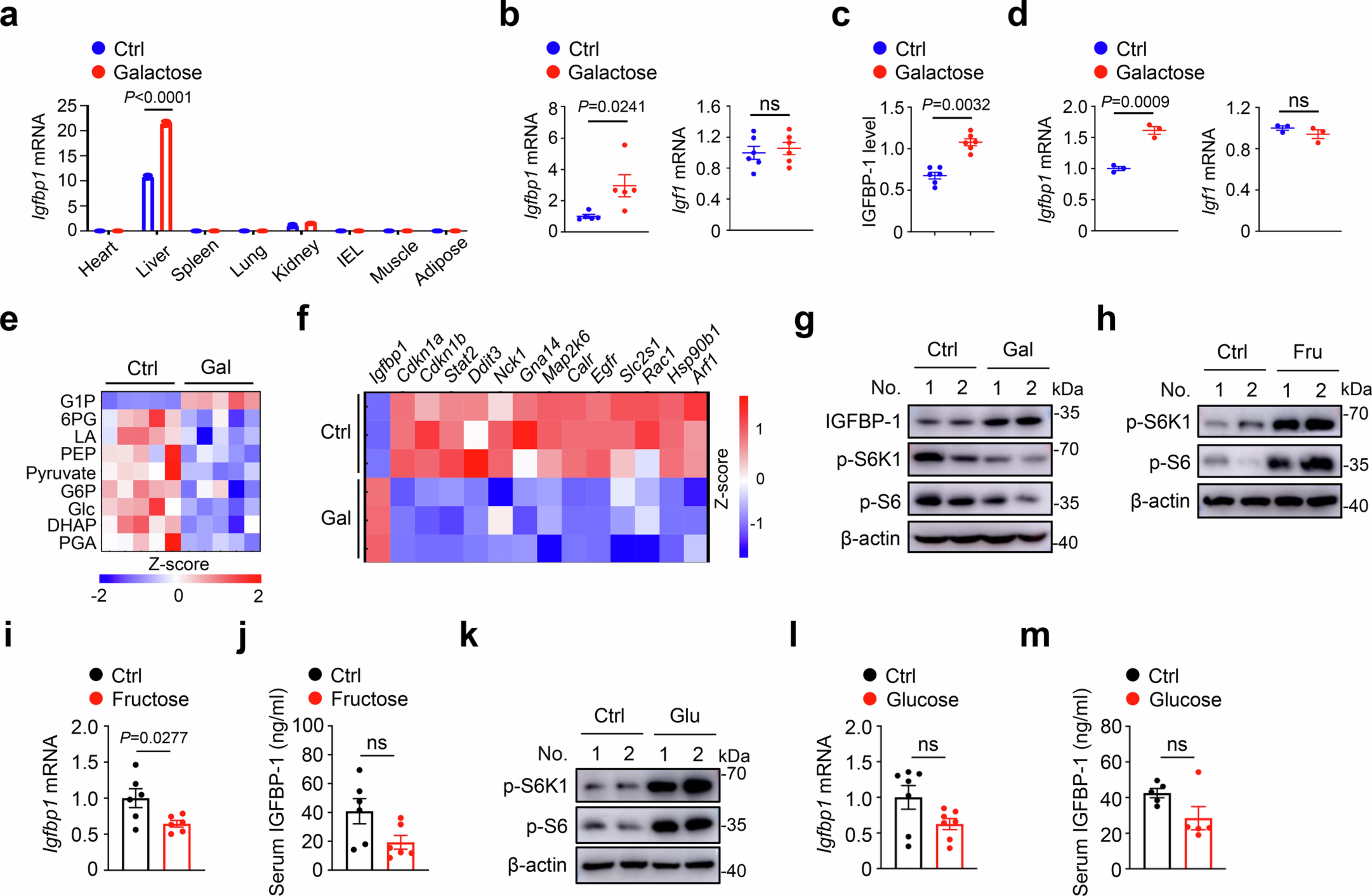 Extended Data Fig. 7: Galactose enhances hepatocyte-derived IGFBP-1 production.