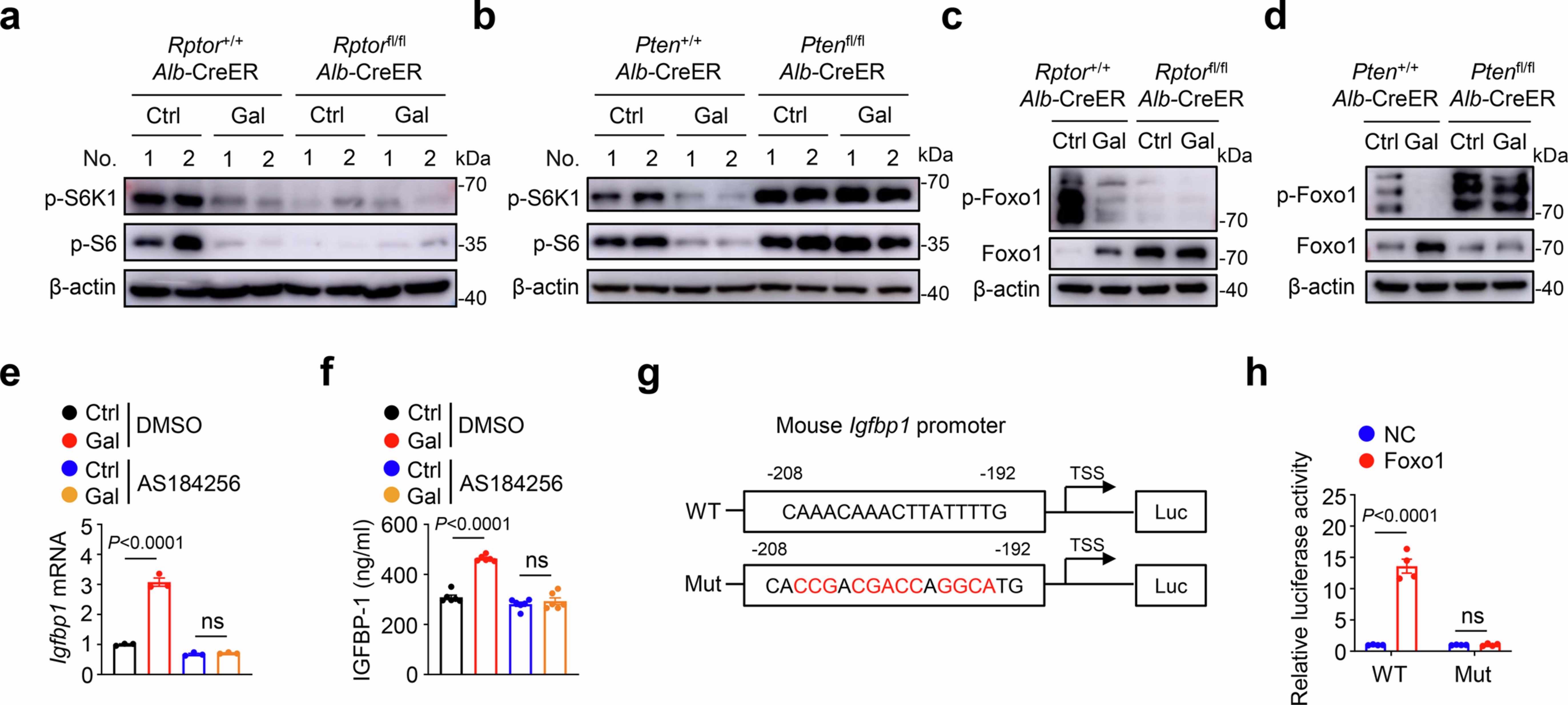 Extended Data Fig. 8: Galactose triggers mTORC1 inhibition to promote Foxo1-induced IGFBP-1 expression in hepatocytes.