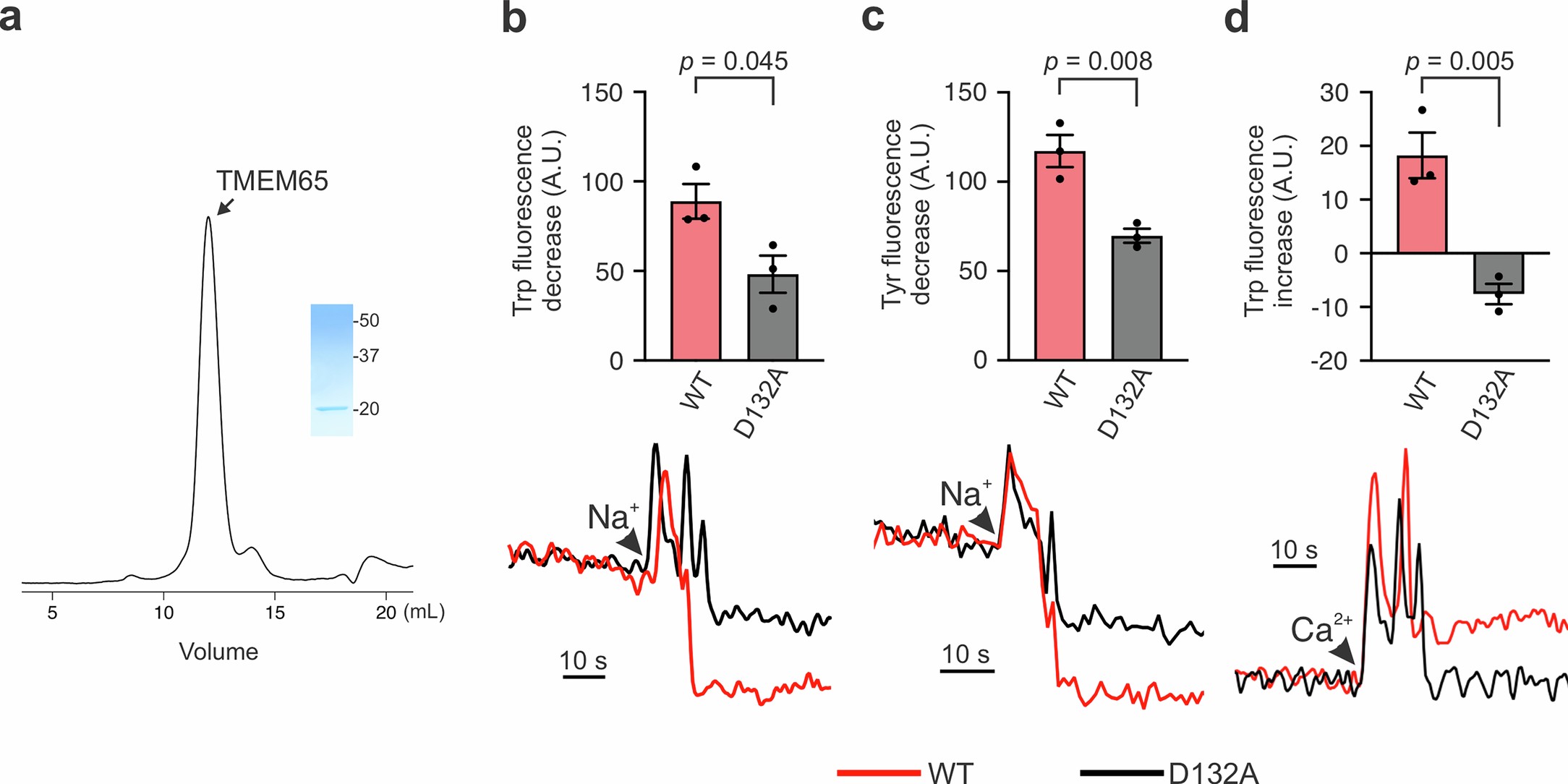 Extended Data Fig. 8: TMEM65 fluorescence measurements.