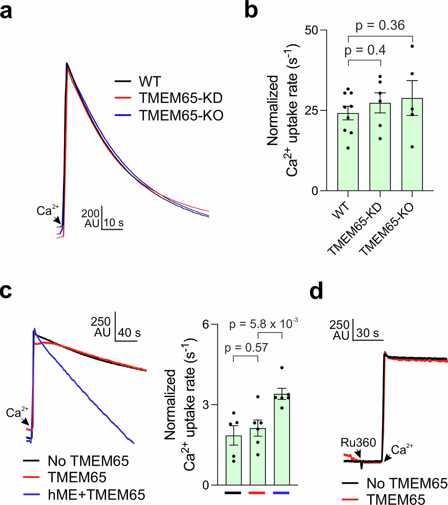 Extended Data Fig. 2: Mitochondrial Ca2+ uptake in TMEM65-expressing cells.