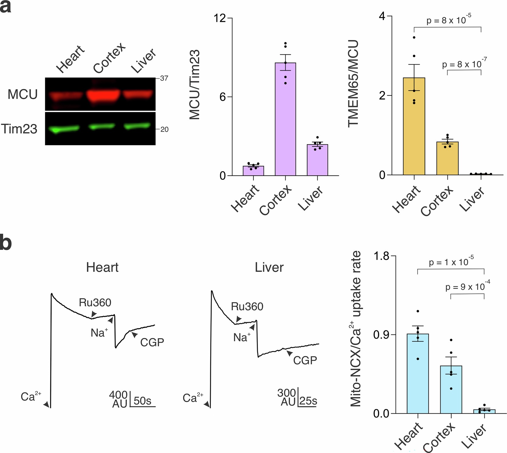 Extended Data Fig. 3: Mito-NCX activity across mouse tissues.