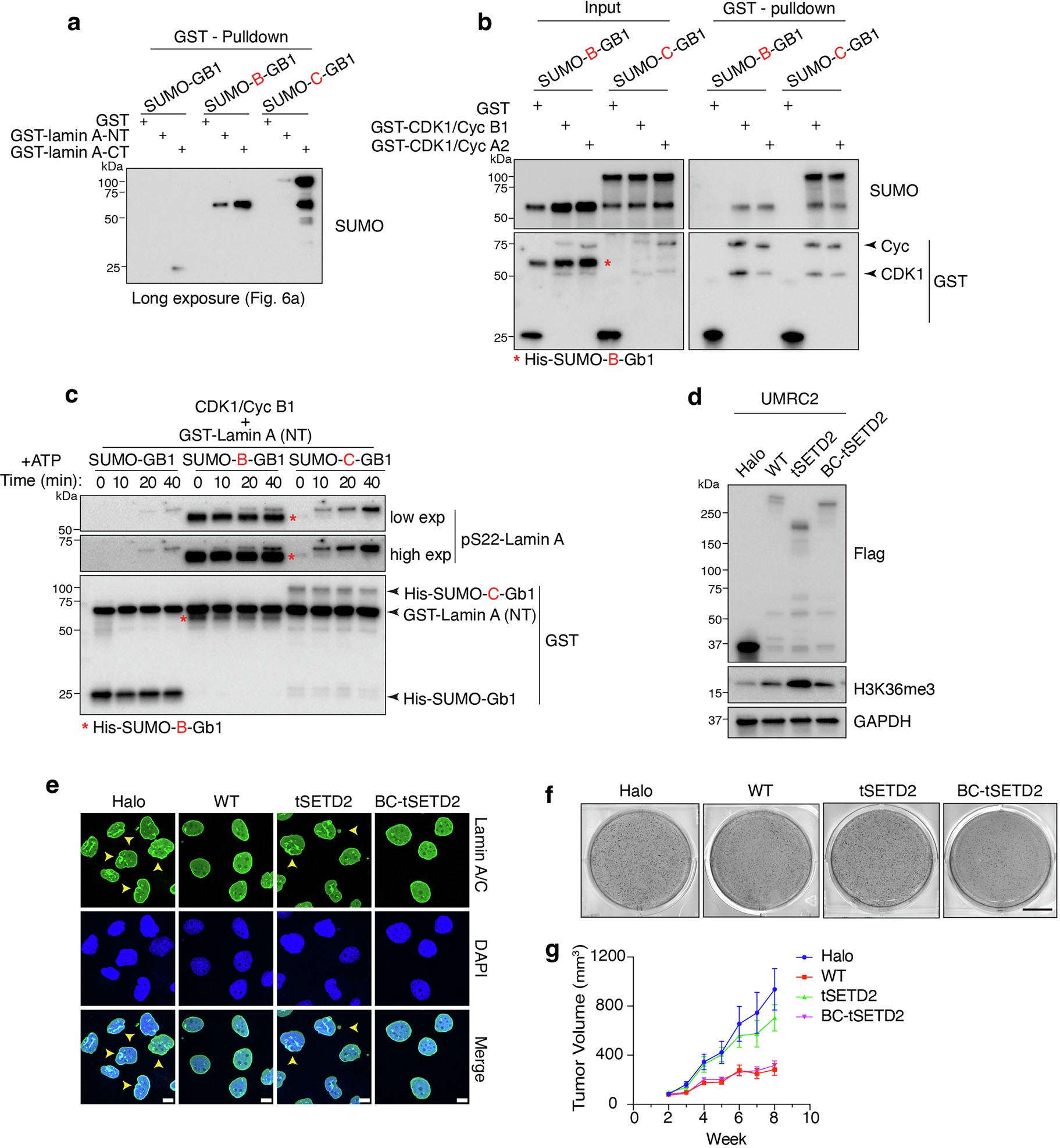 Extended Data Fig. 7