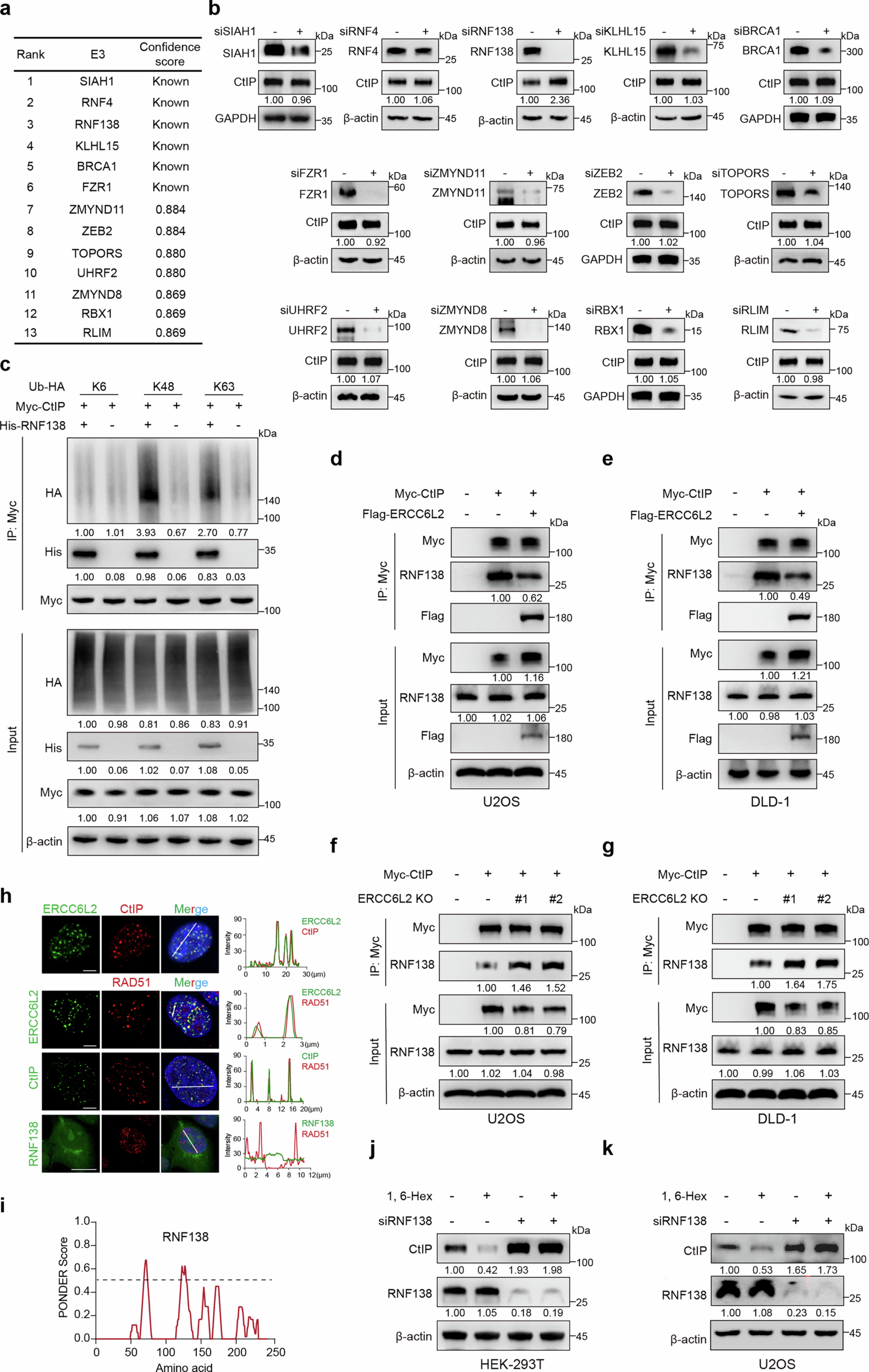 Extended Data Fig. 6: The ERCC6L2-CtIP condensates protect CtIP from RNF138-mediated ubiquitination and subsequent degradation.