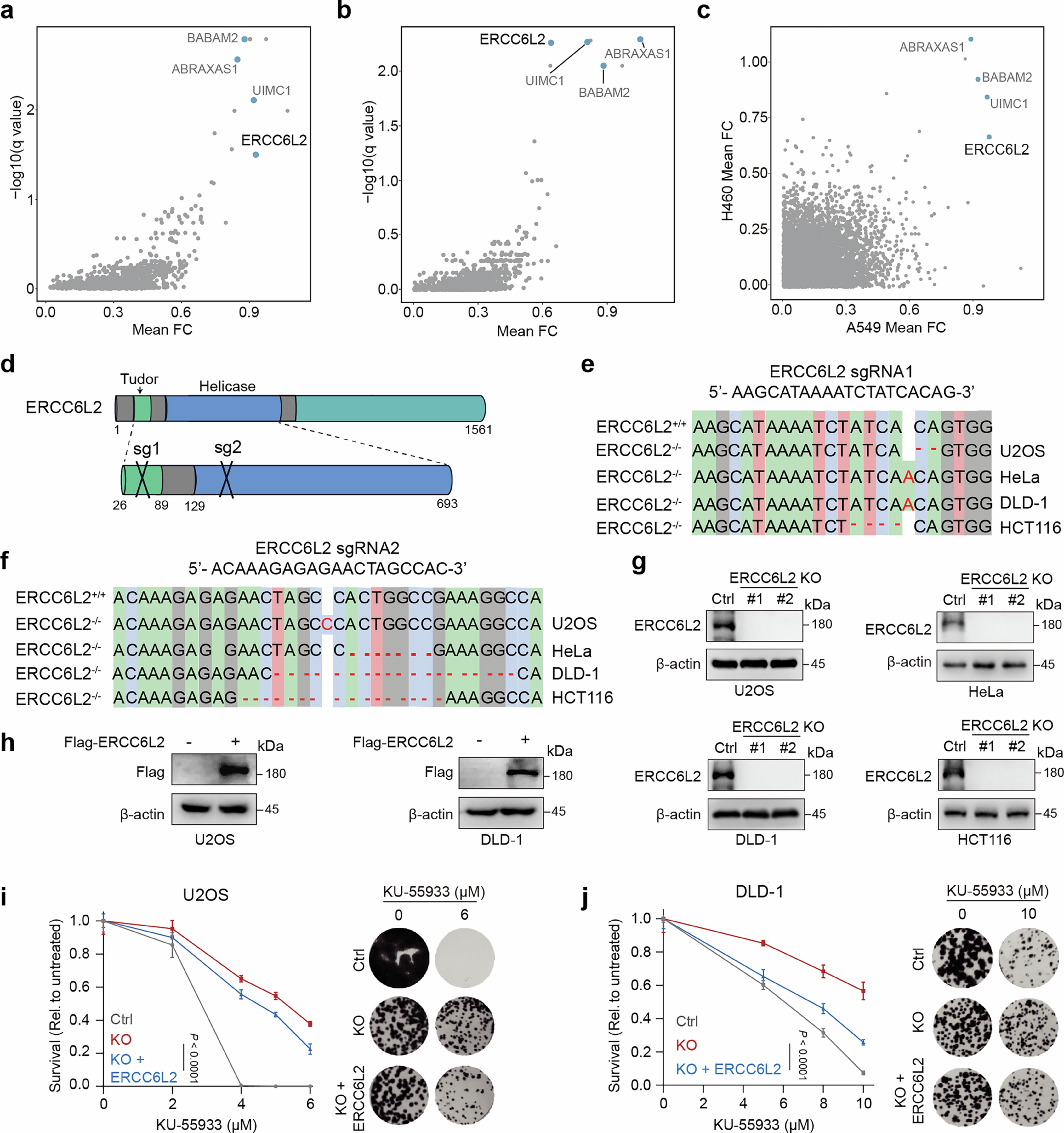 Extended Data Fig. 1: Loss of ERCC6L2 Confers Resistance to ATM Inhibitors in Cancer Cells.