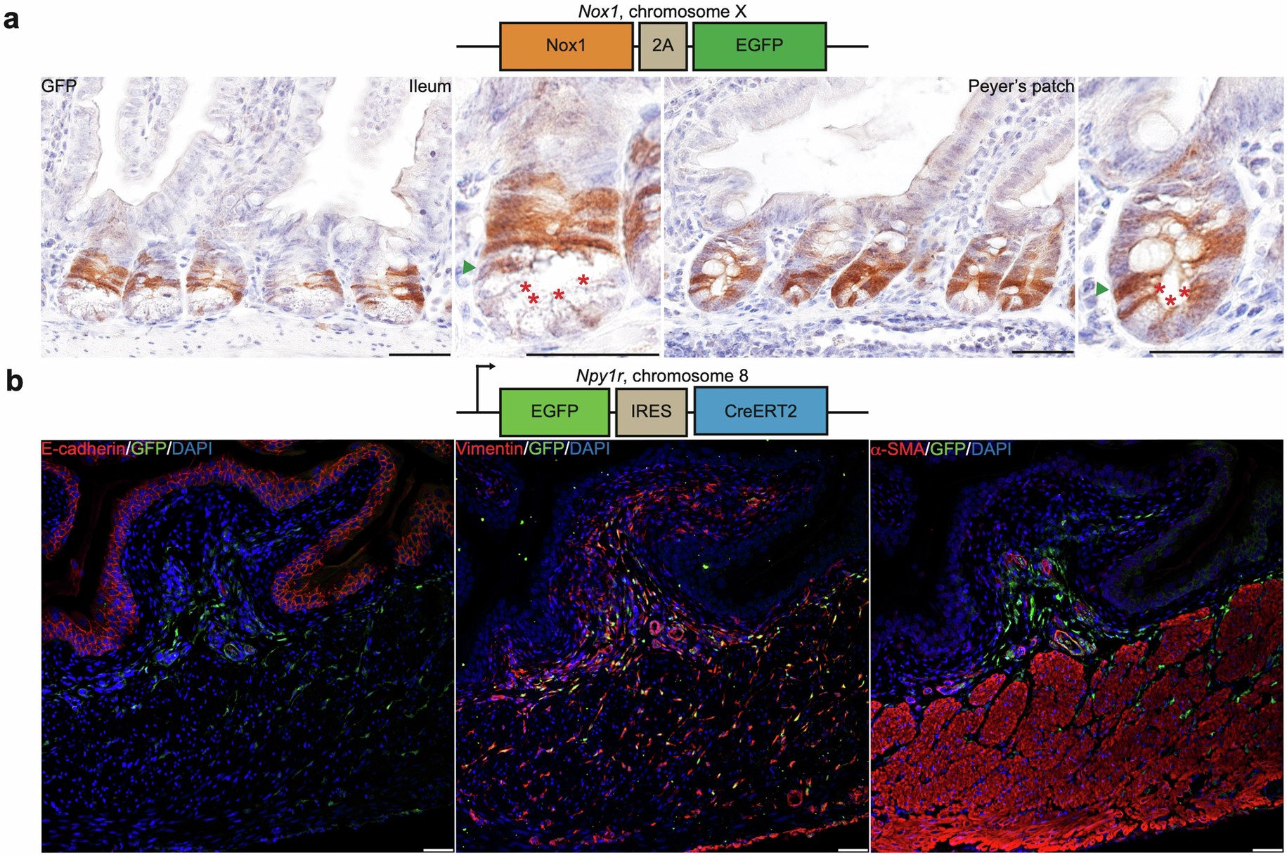Extended Data Fig. 4