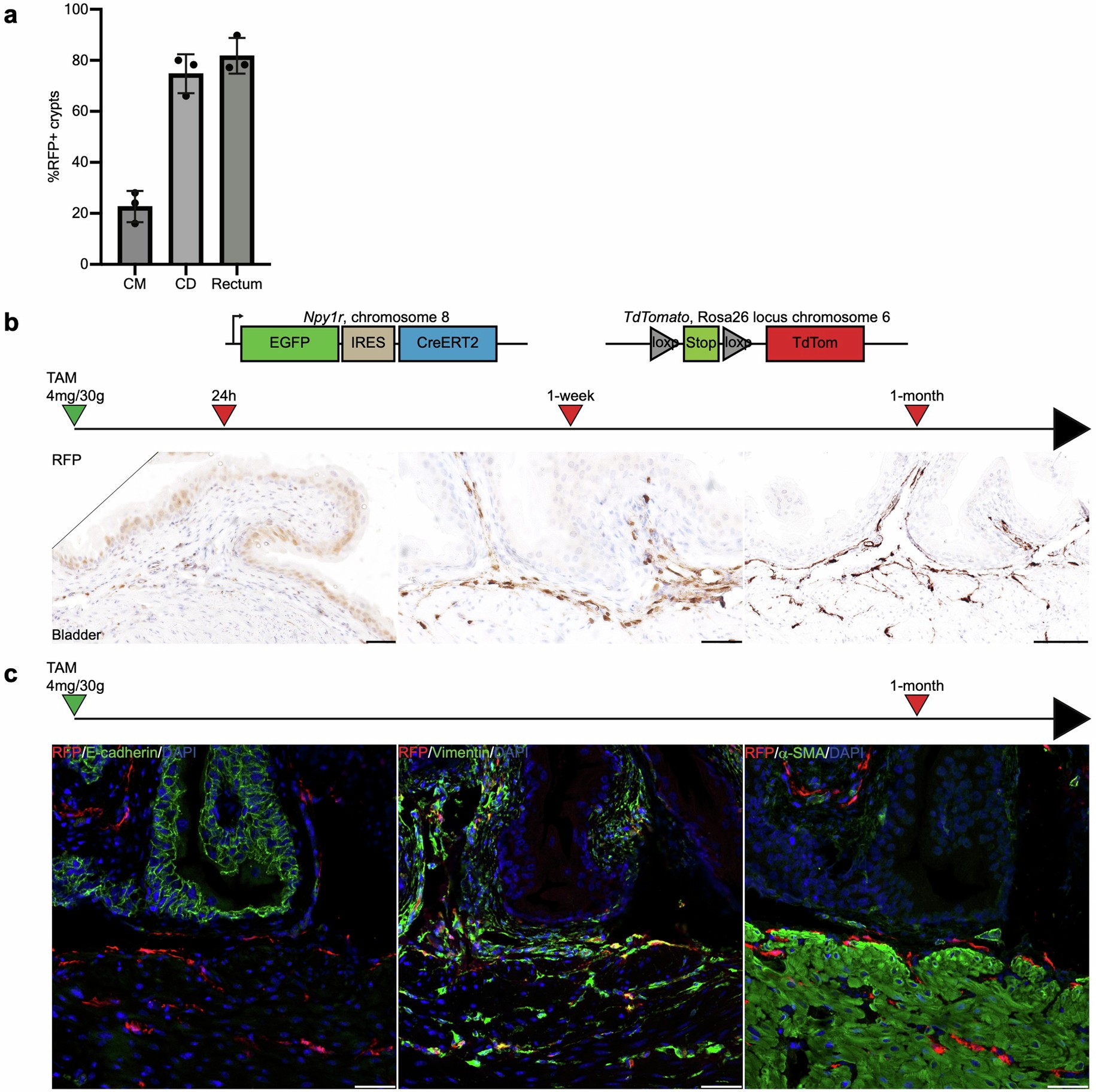 Extended Data Fig. 8: Npy1r is expressed in long-lived stromal cells of the bladder.