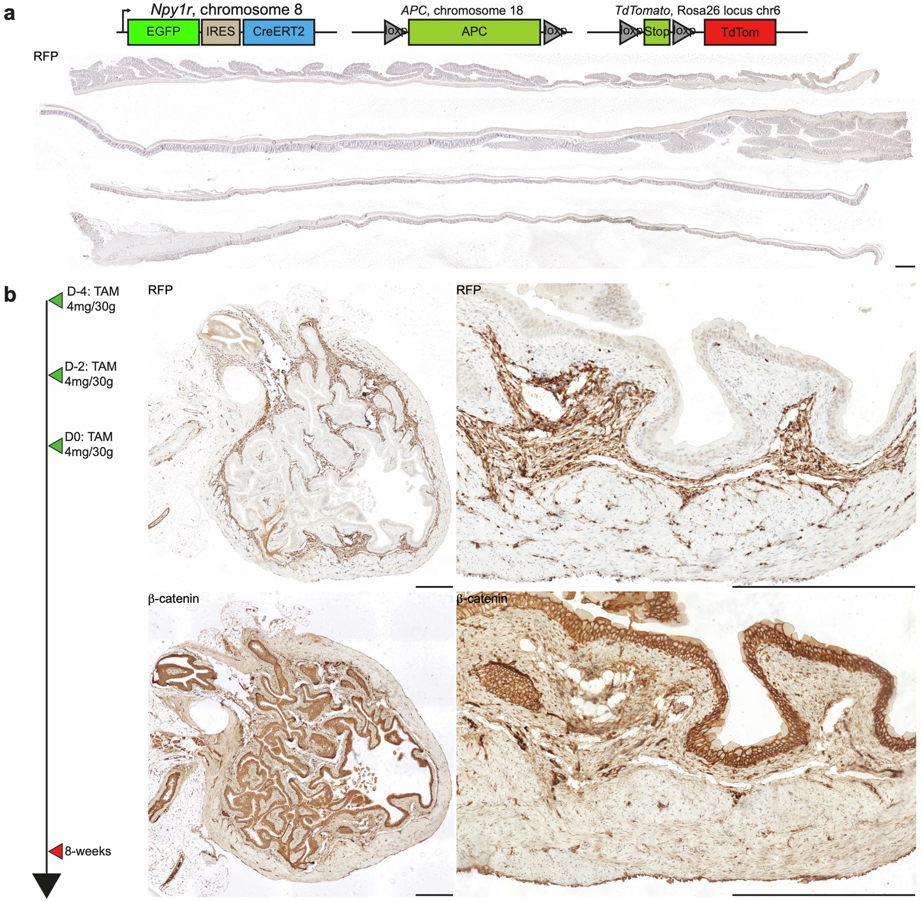 Extended Data Fig. 10: Npy1r CreERT2-driven Apc deletion does not initiate tumour formation in the bladder.