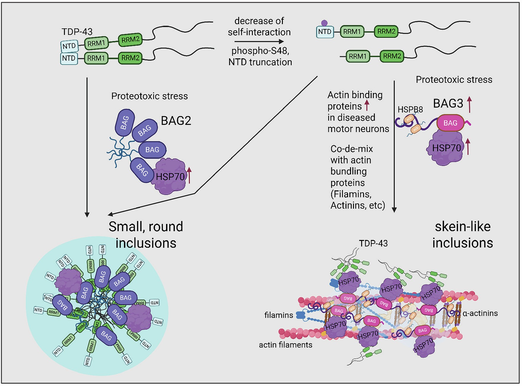 Extended Data Fig. 9: Working model for formation of different, morphologically distinct types of TDP-43 inclusions regulated by TDP-43 oligomerization and different NEFs of HSP70.