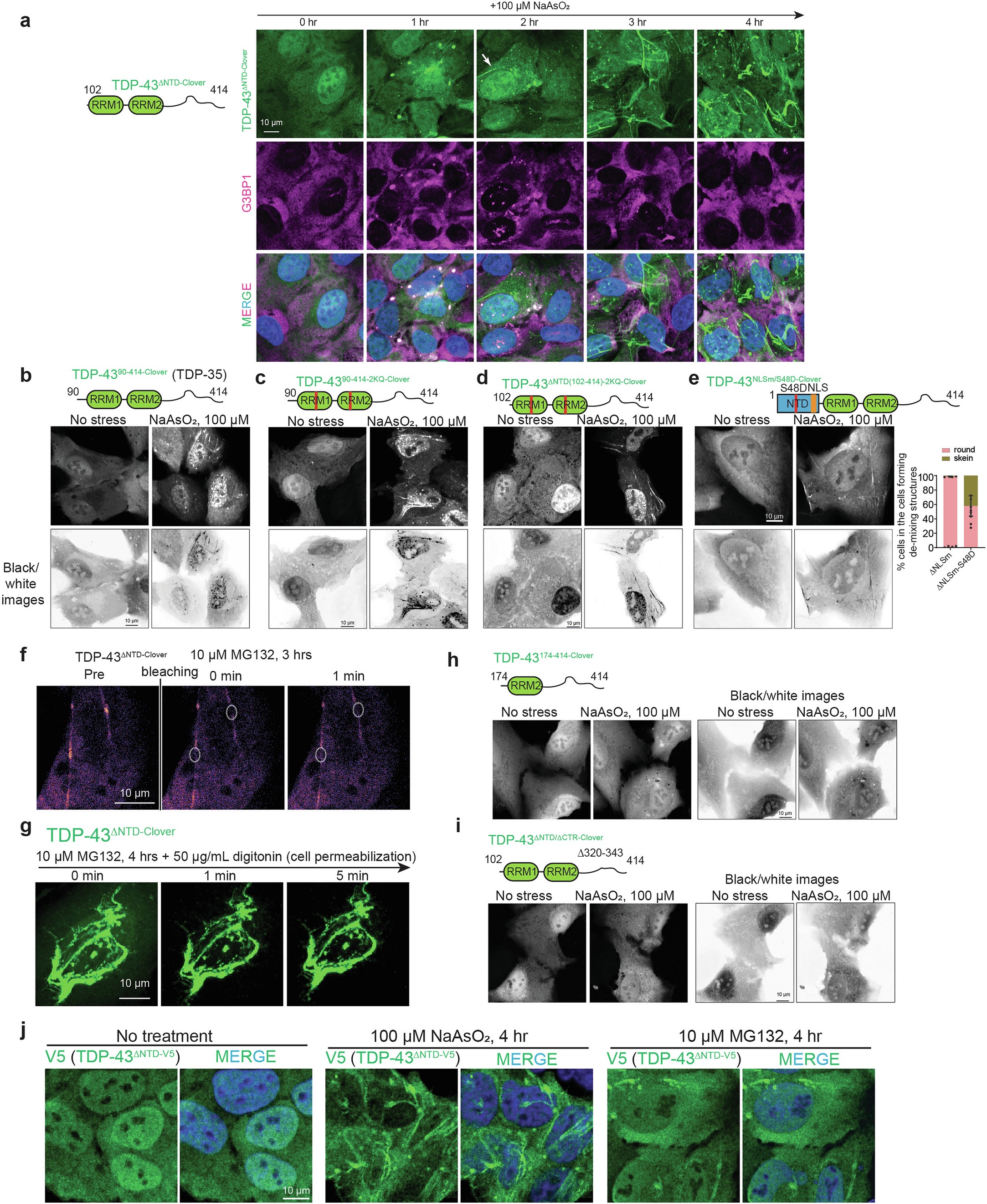 Extended Data Fig. 1: Skein-like inclusion formation does not rely on the RNA binding capacity of TDP-43, but the RRM1 and low complexity domains are required.