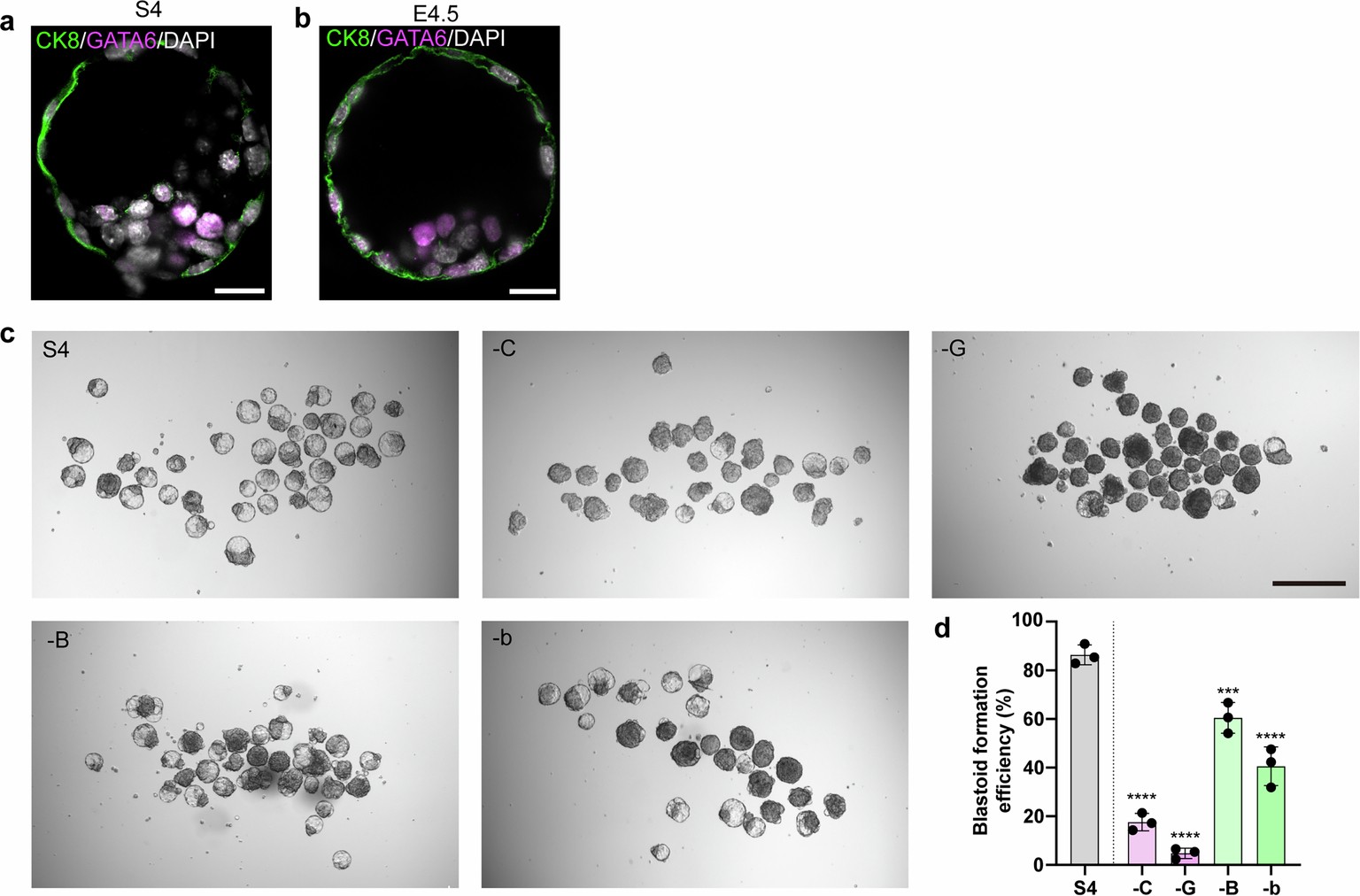 Extended Data Fig. 4: Further characterization of blastoid at S4 and the effect of compound from S4 base.