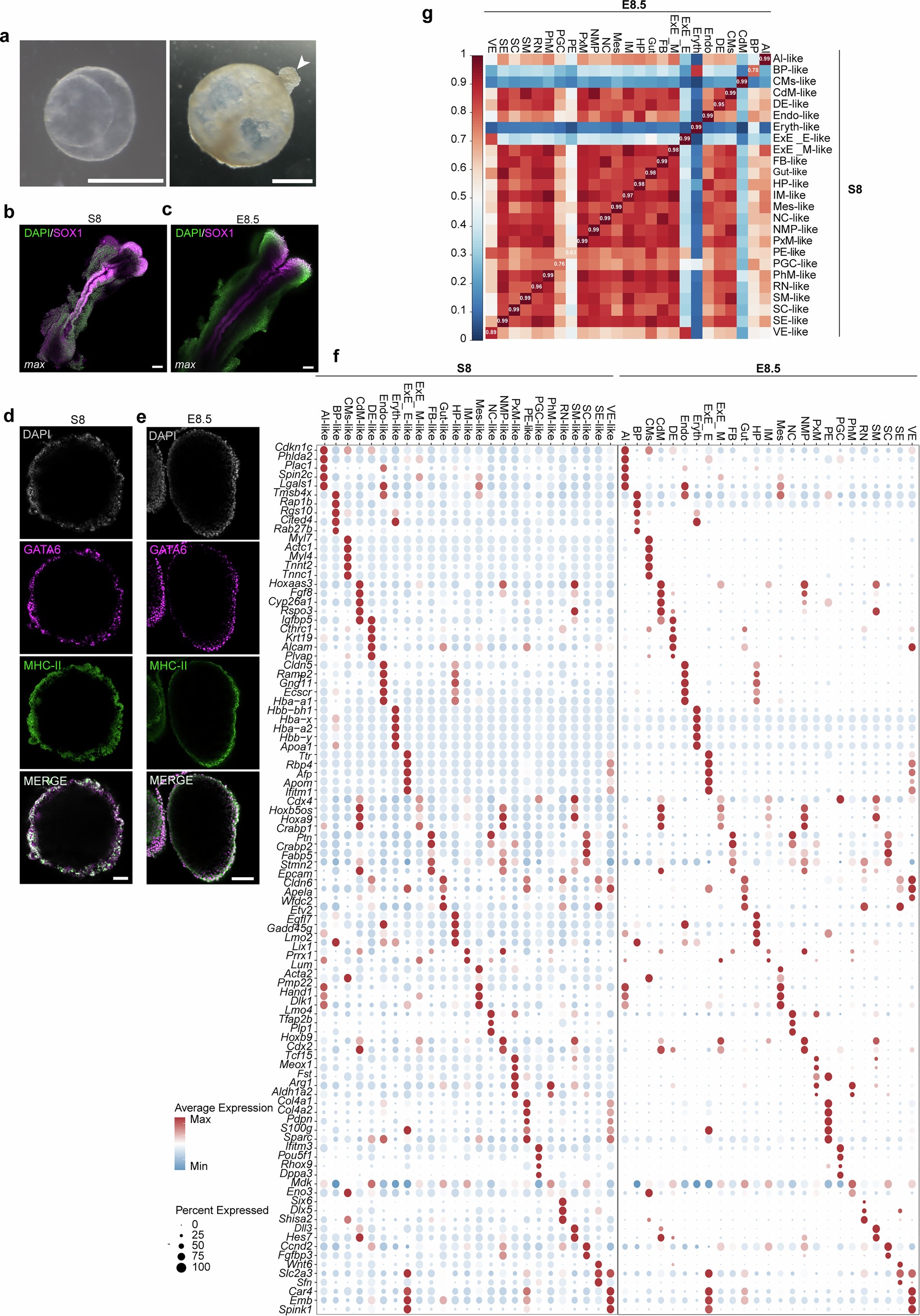 Extended Data Fig. 9: Further characterization of embryoids at S8.