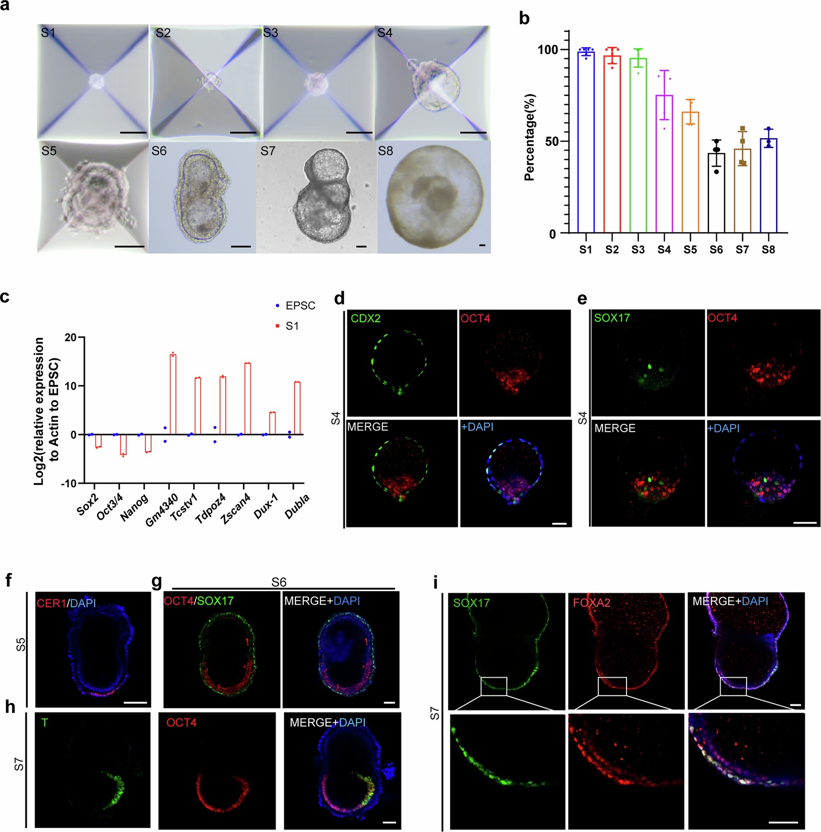 Extended Data Fig. 10: Independent validation of the stepwise induction protocol by Guan laboratory.