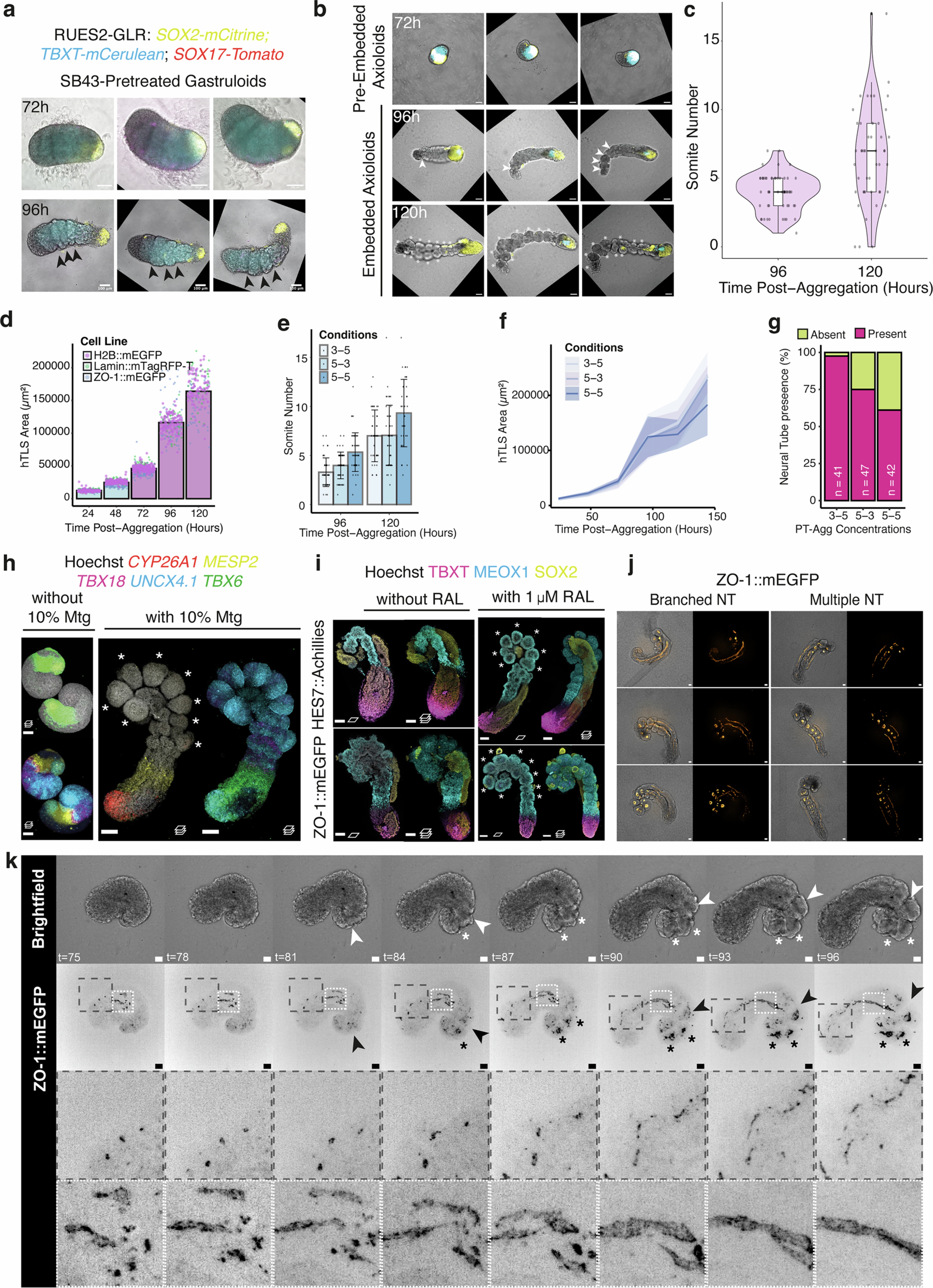 Extended Data Fig. 1: Establishing and characterising the hTLS model.
