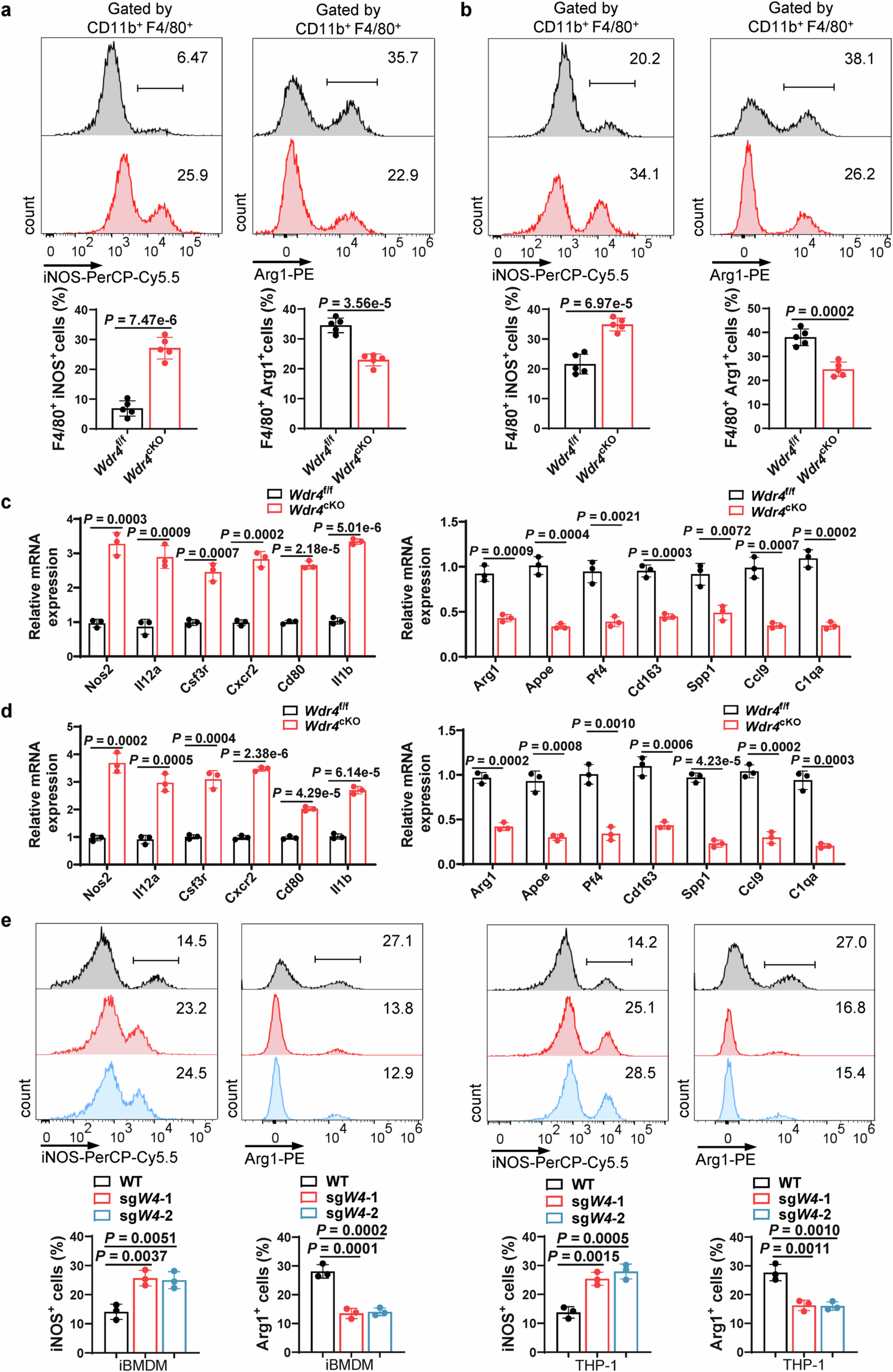 Extended Data Fig. 4: WDR4 modulates macrophage polarization in HCC models.