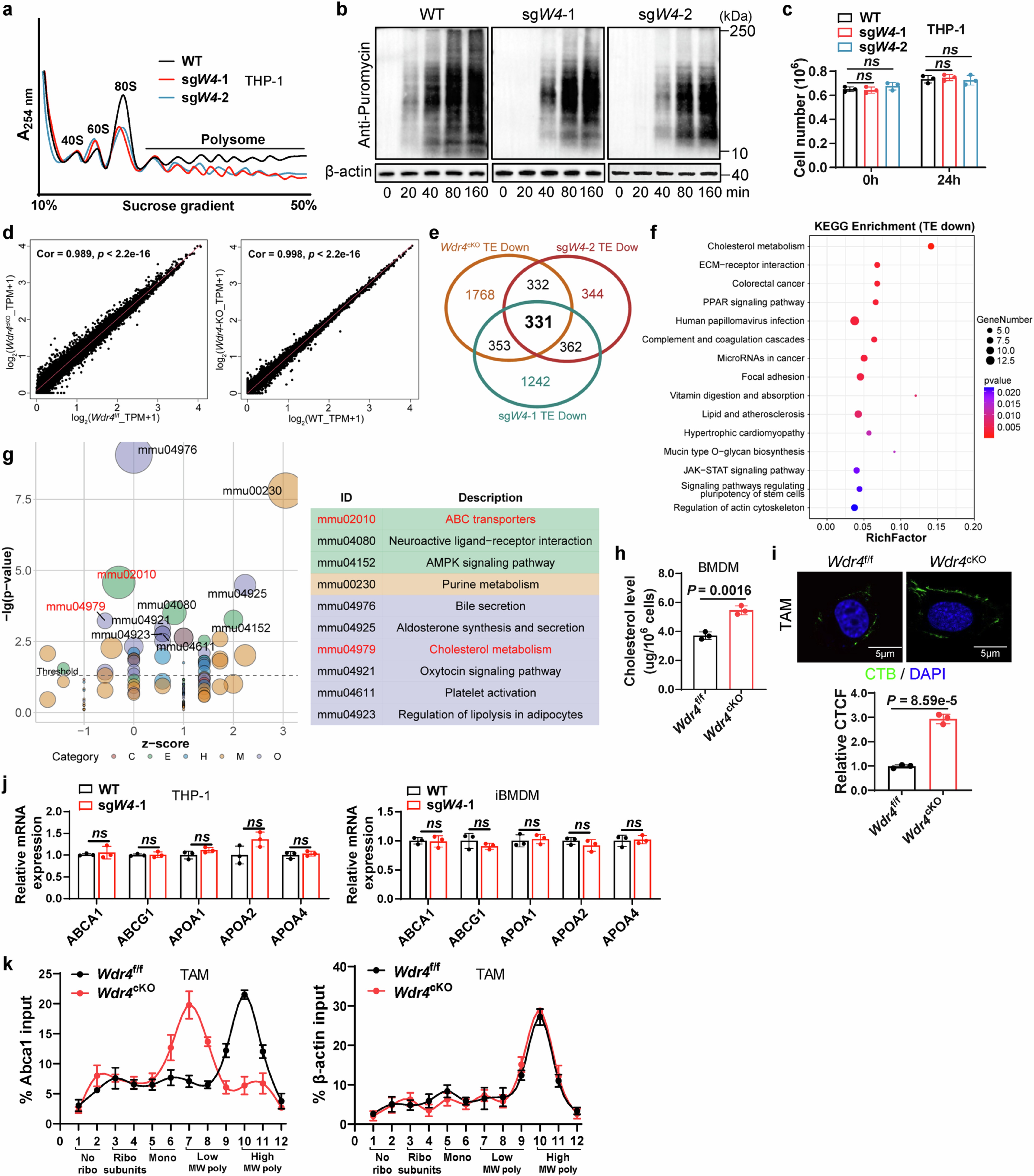 Extended Data Fig. 6: Loss of WDR4 reduces translational efficiency and alters cholesterol efflux in TAMs.