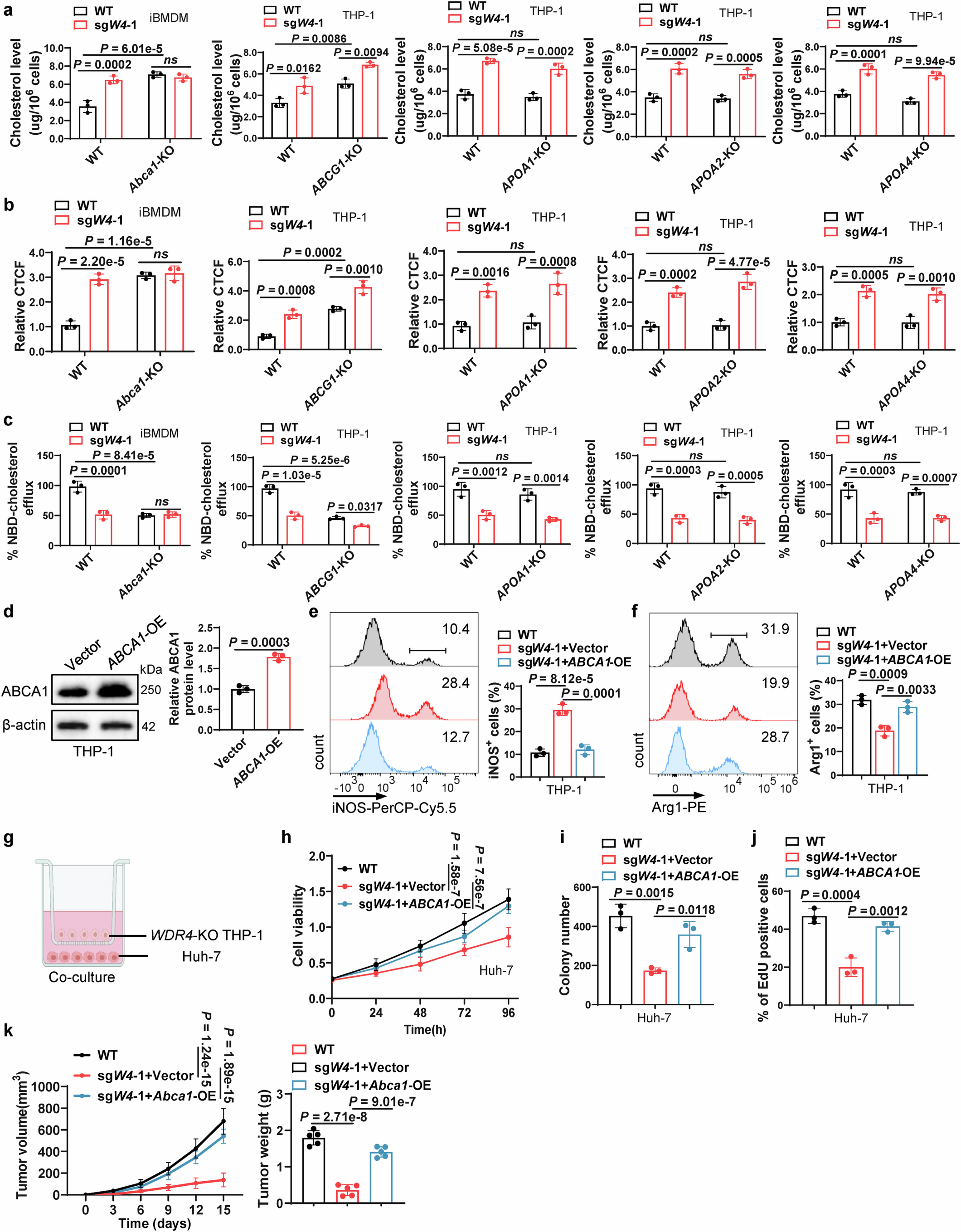 Extended Data Fig. 7: ABCA1 mediates the functional impact of WDR4 on cholesterol efflux and tumour-promoting activity in TAMs.