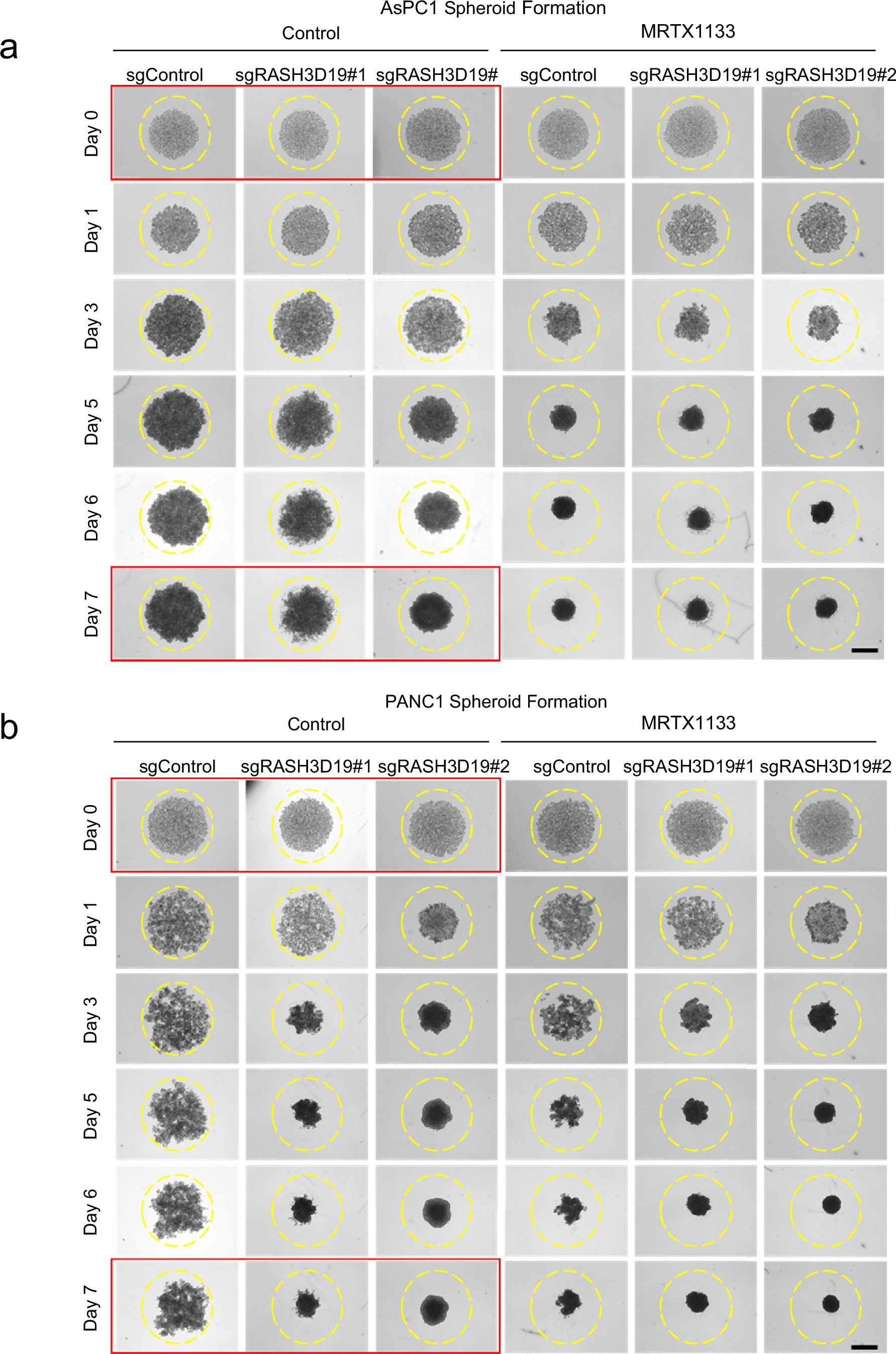 Extended Data Fig. 5: RASH3D19 deletion in combination with KRAS mutant inhibition inhibits spheroid growth.