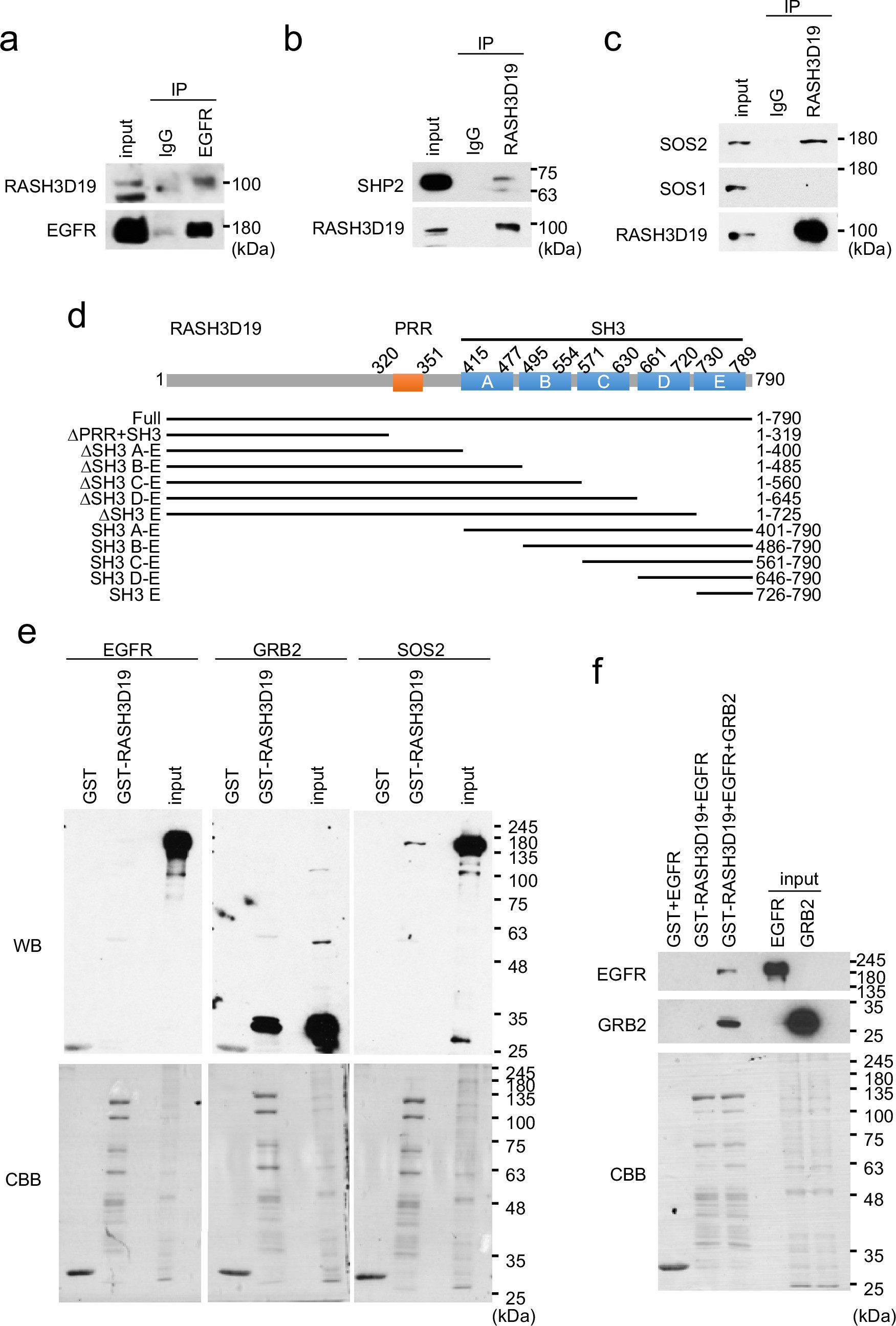 Extended Data Fig. 3: RASH3D19 interacts with RAS regulatory proteins.