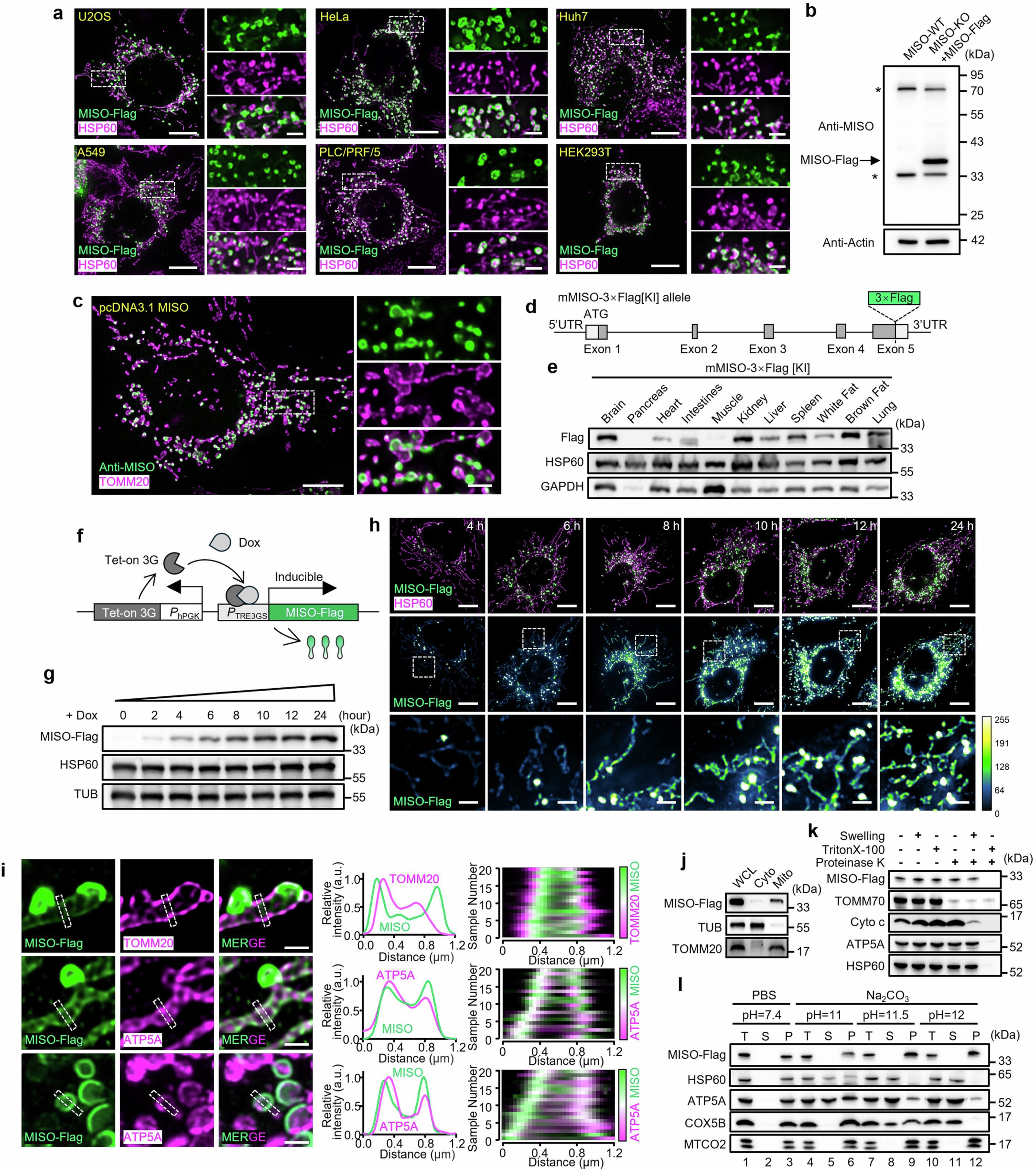 Extended Data Fig. 4: MISO forms inner mitochondrial membrane subdomains across a range of expression levels.