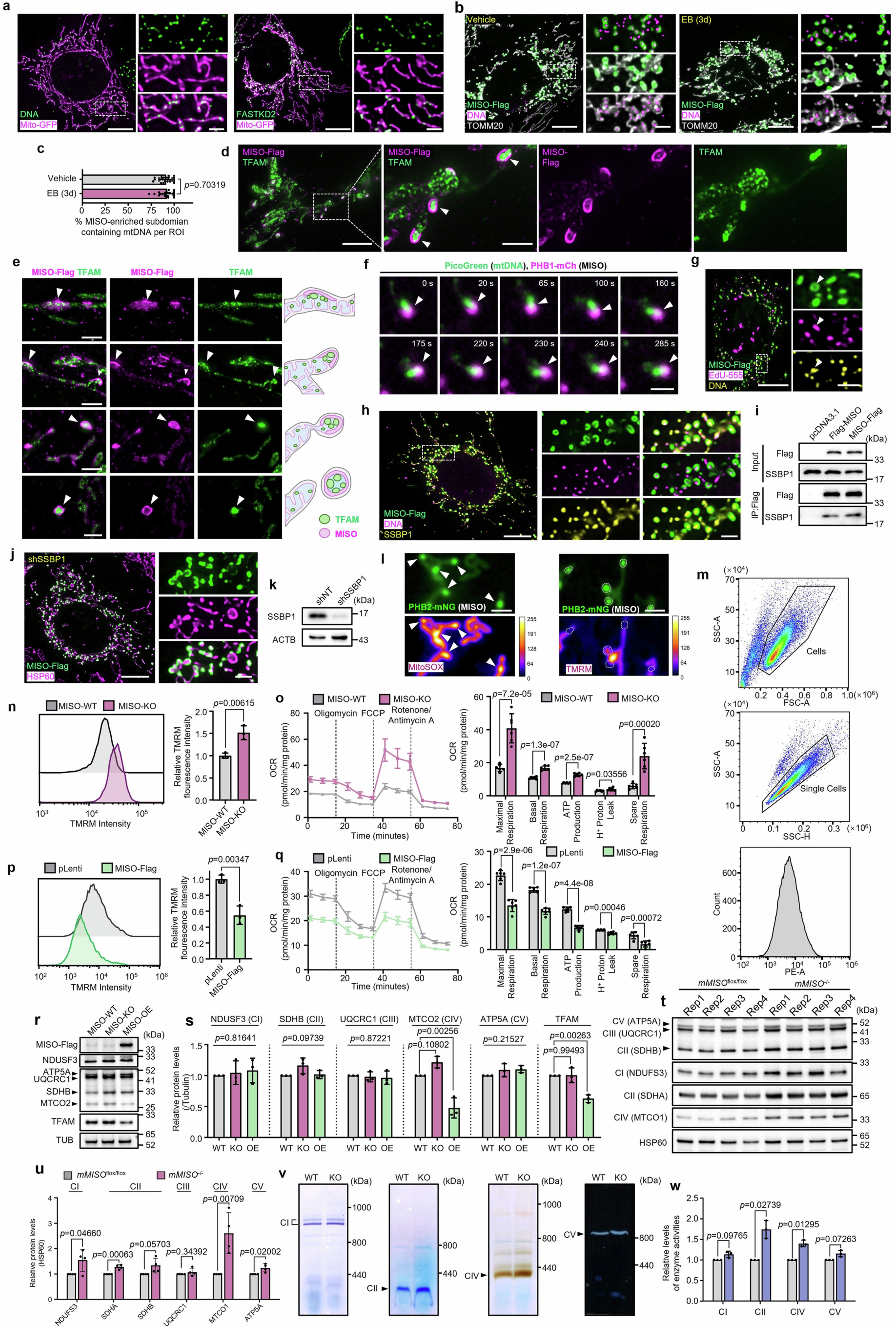 Extended Data Fig. 7: MISO is involved in the recruitment of mitochondrial nucleoids and modulates the level and activity of OXPHOS complexes.