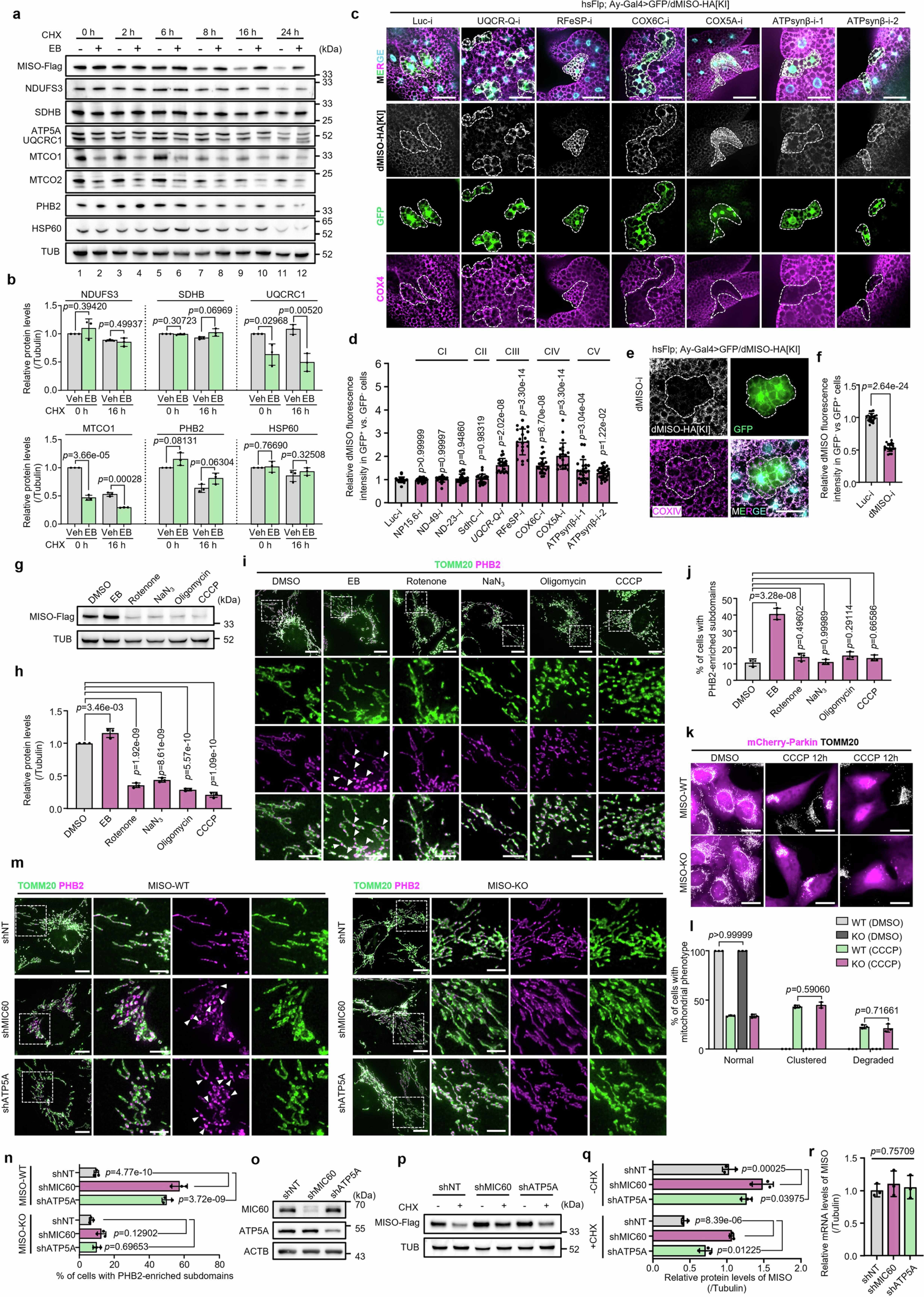 Extended Data Fig. 9: IMM stress stabilizes MISO to promote SMEM formation.
