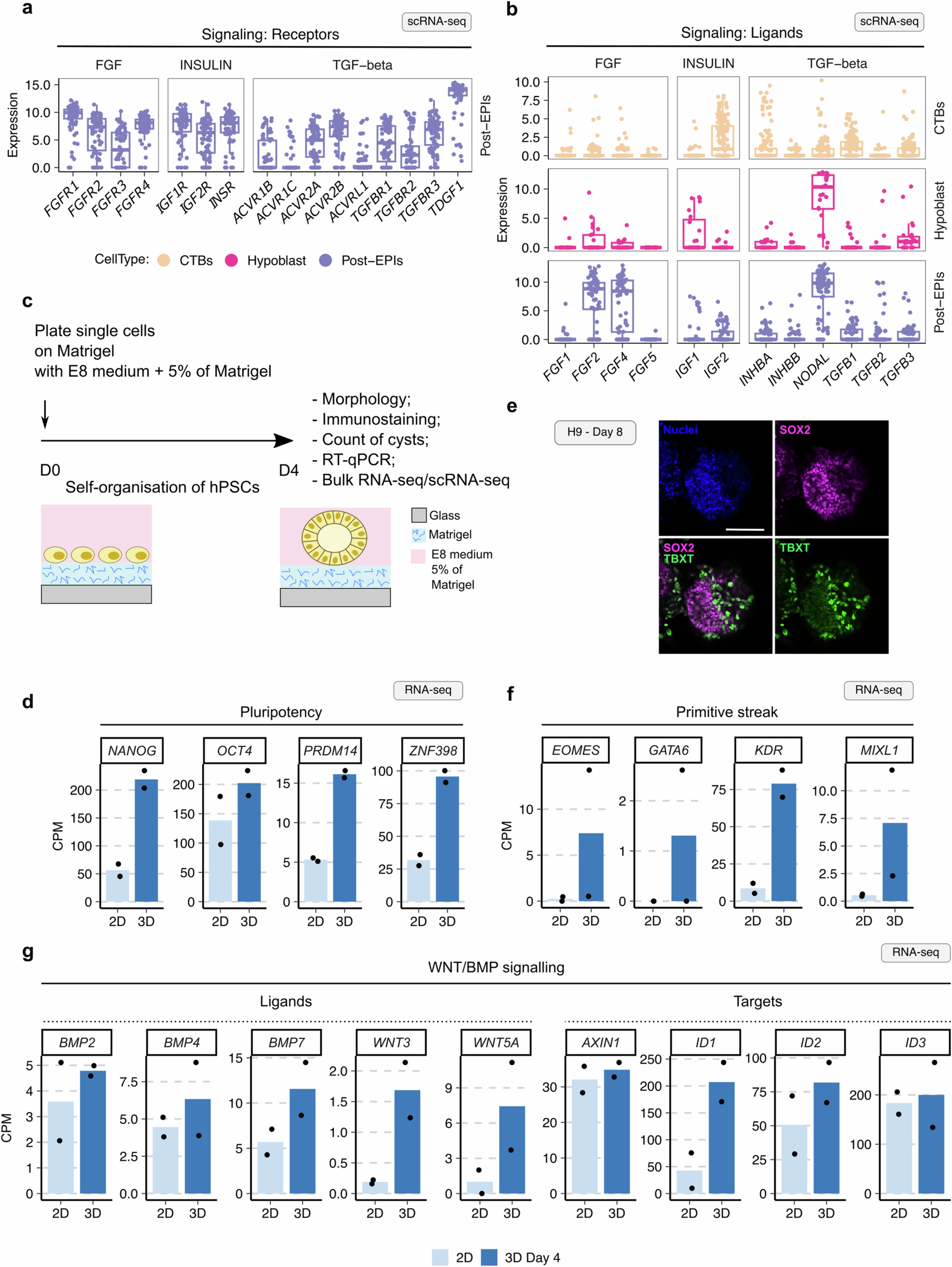 Extended Data Fig. 1: Ligand and receptor expression analyses in human embryos and 3D models.