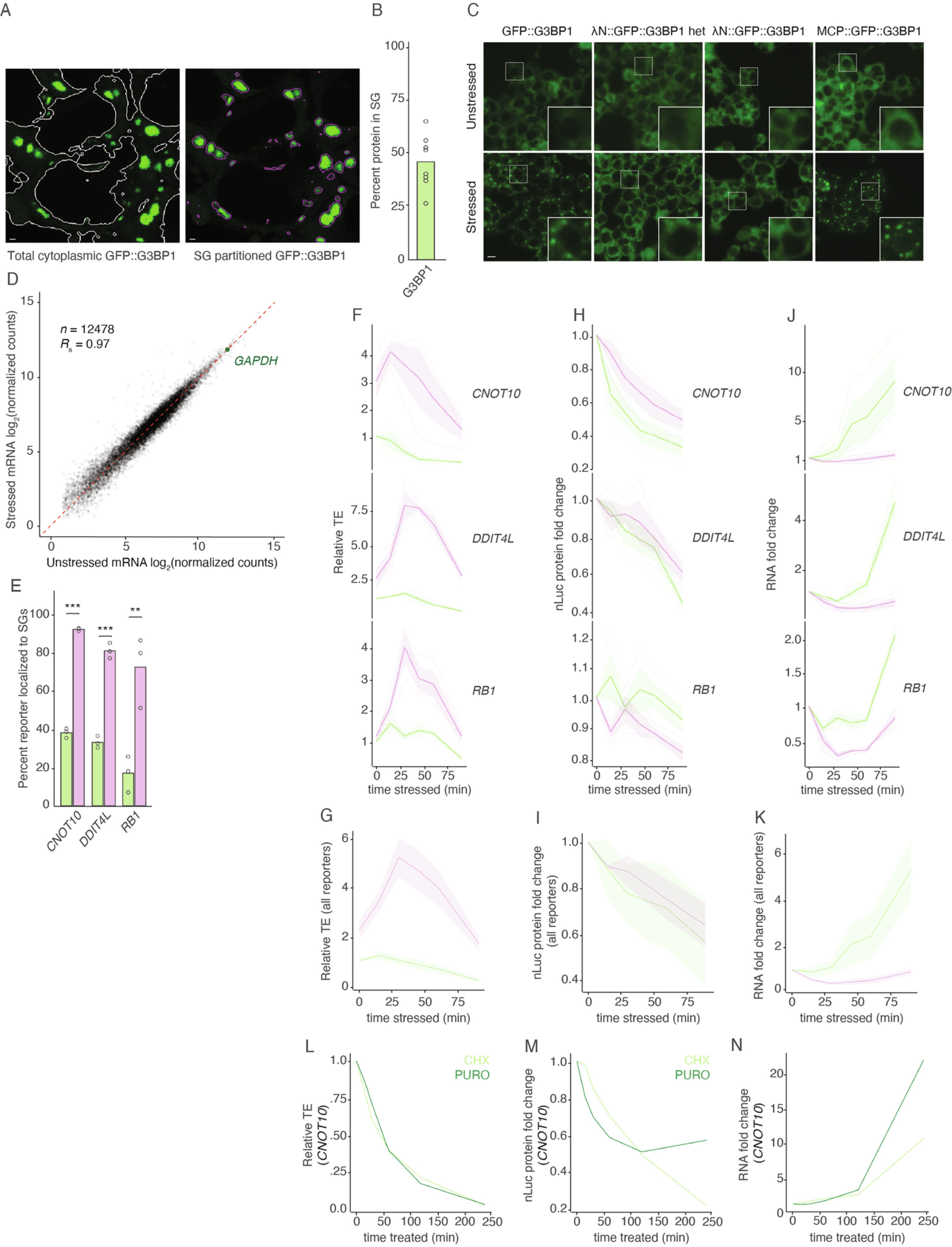 Extended Data Fig. 8: G3BP1-tethered preferential translation occurs across multiple reporters and correlates with translation-dependent mRNA destabilization.