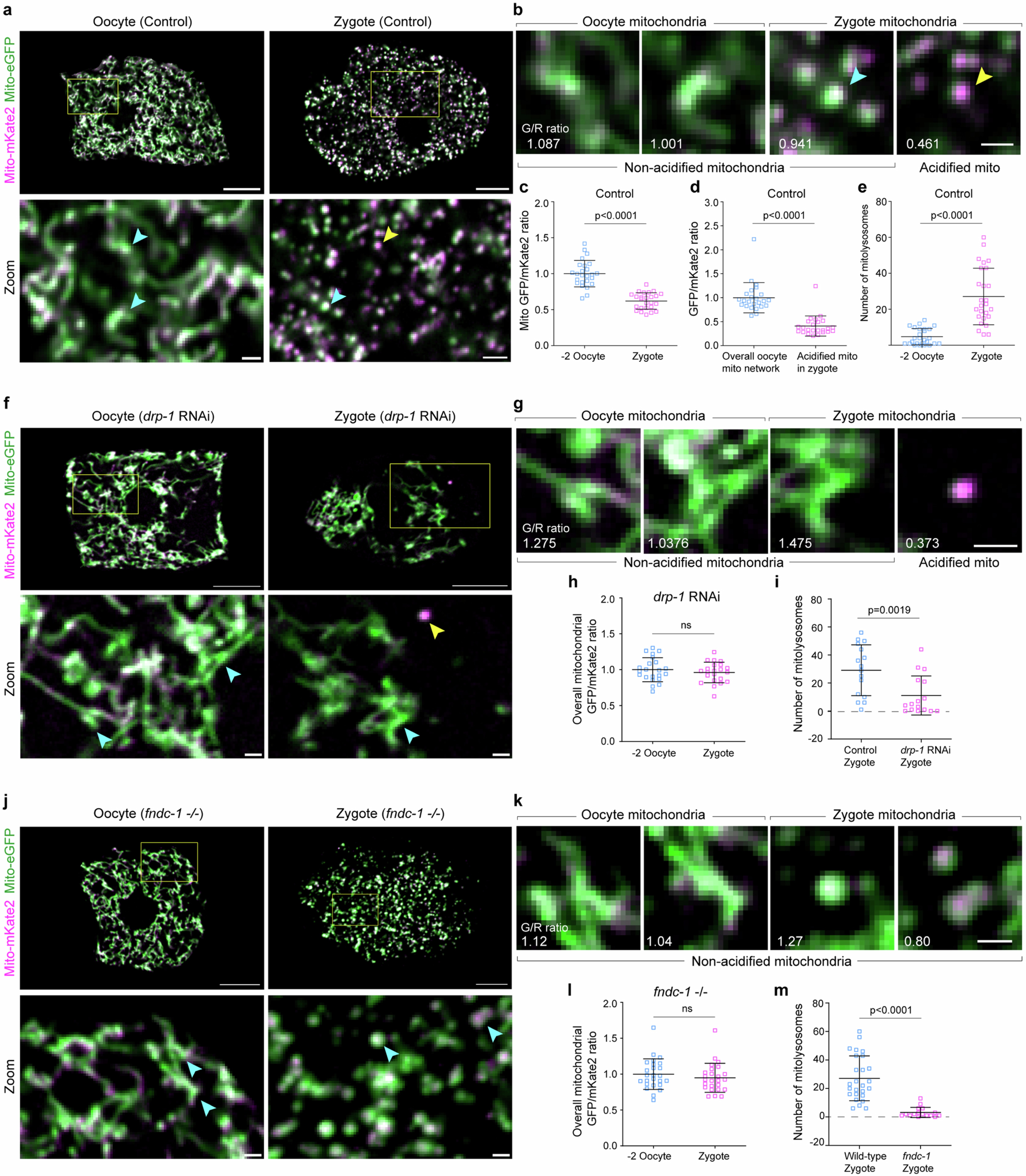 Extended Data Fig. 4: Mitochondria are acidified during OZT; DRP-1 and FUNDC1 are necessary for mitochondrial acidification.