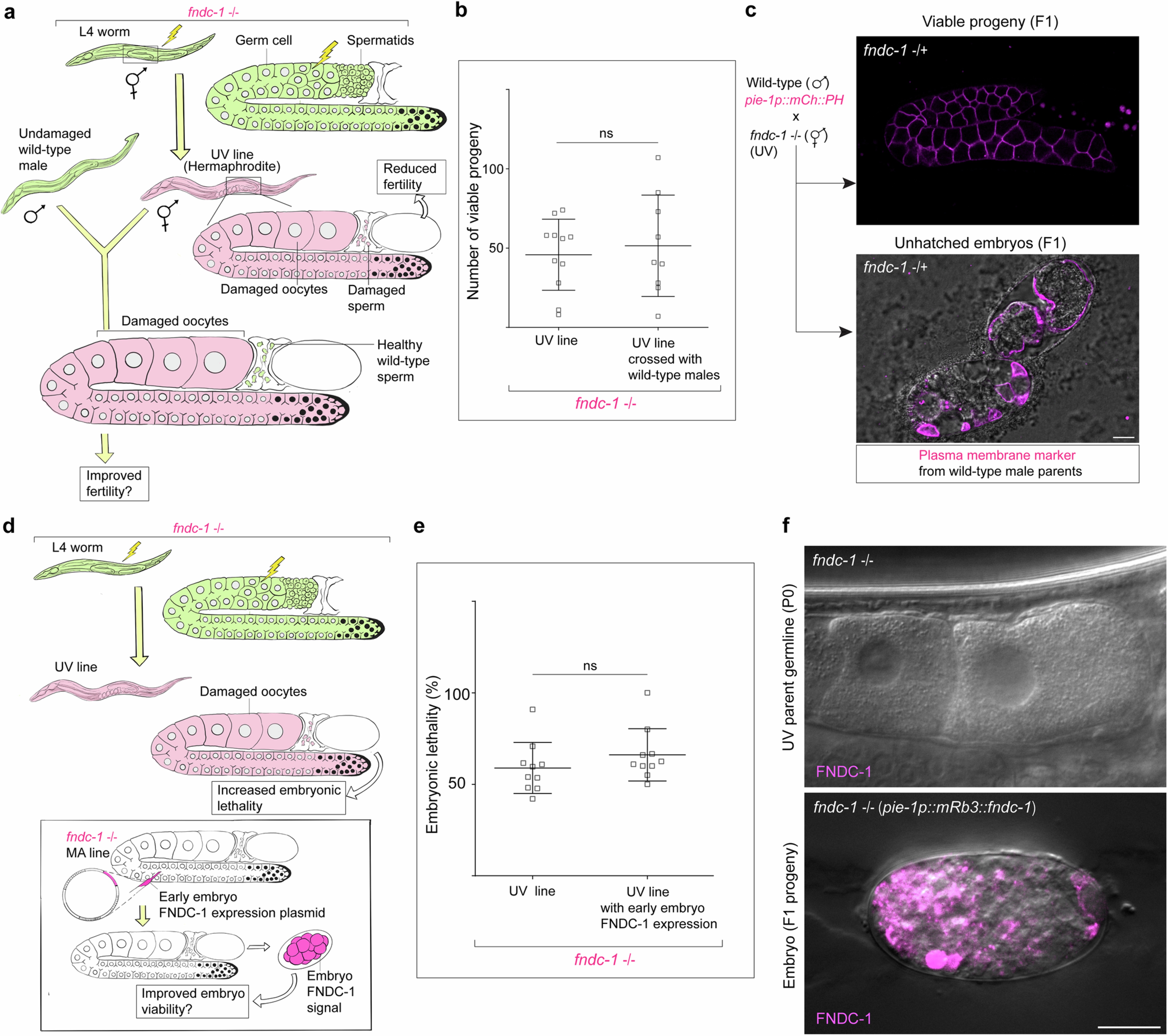 Extended Data Fig. 10: Reproductive decline and embryonic lethality in fndc-1 (UV) lines are strictly maternal effects.