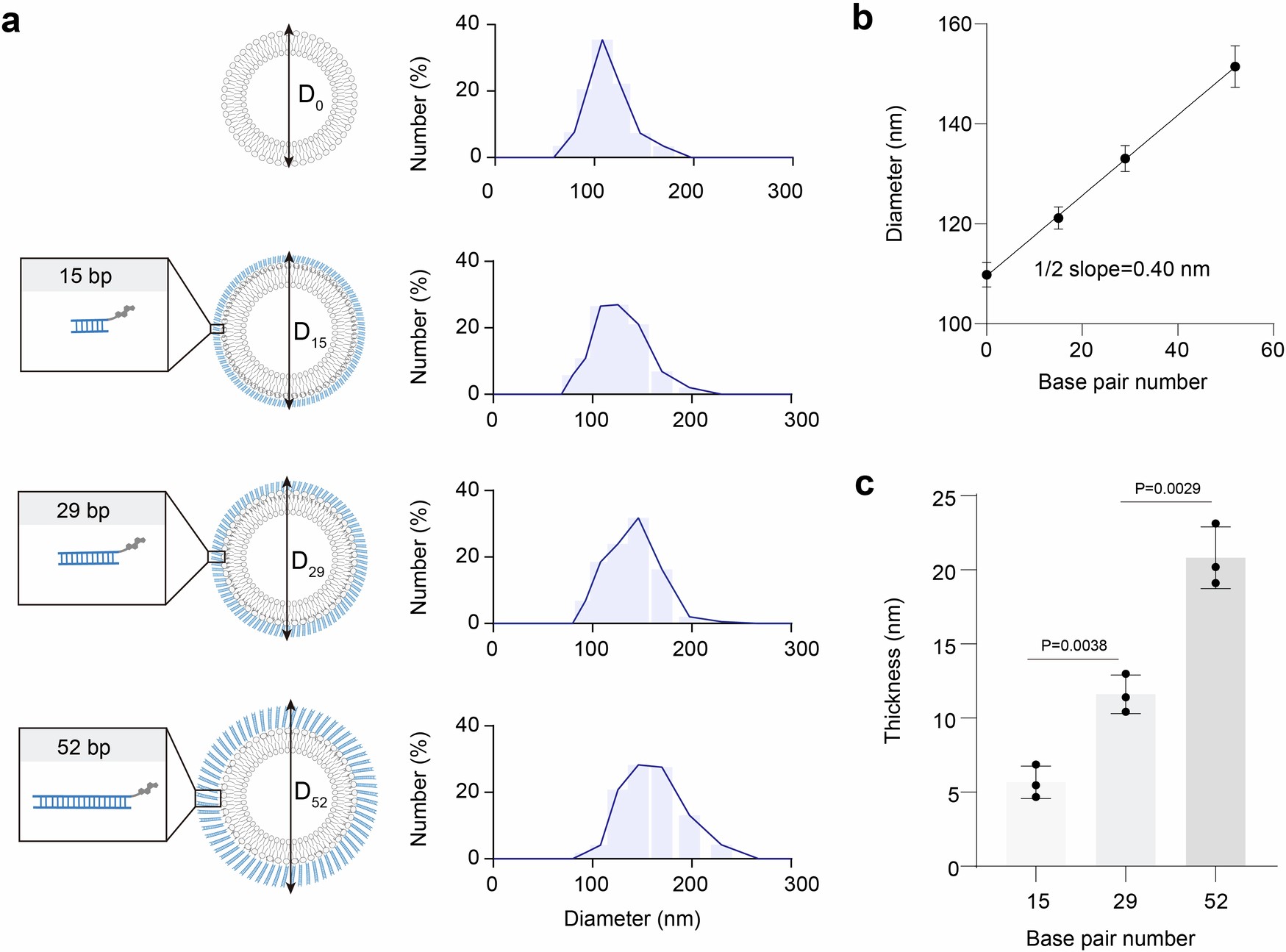 Extended Data Fig. 6: Surface conjugation with DNA duplexes for measuring the thickness of an acidic layer.
