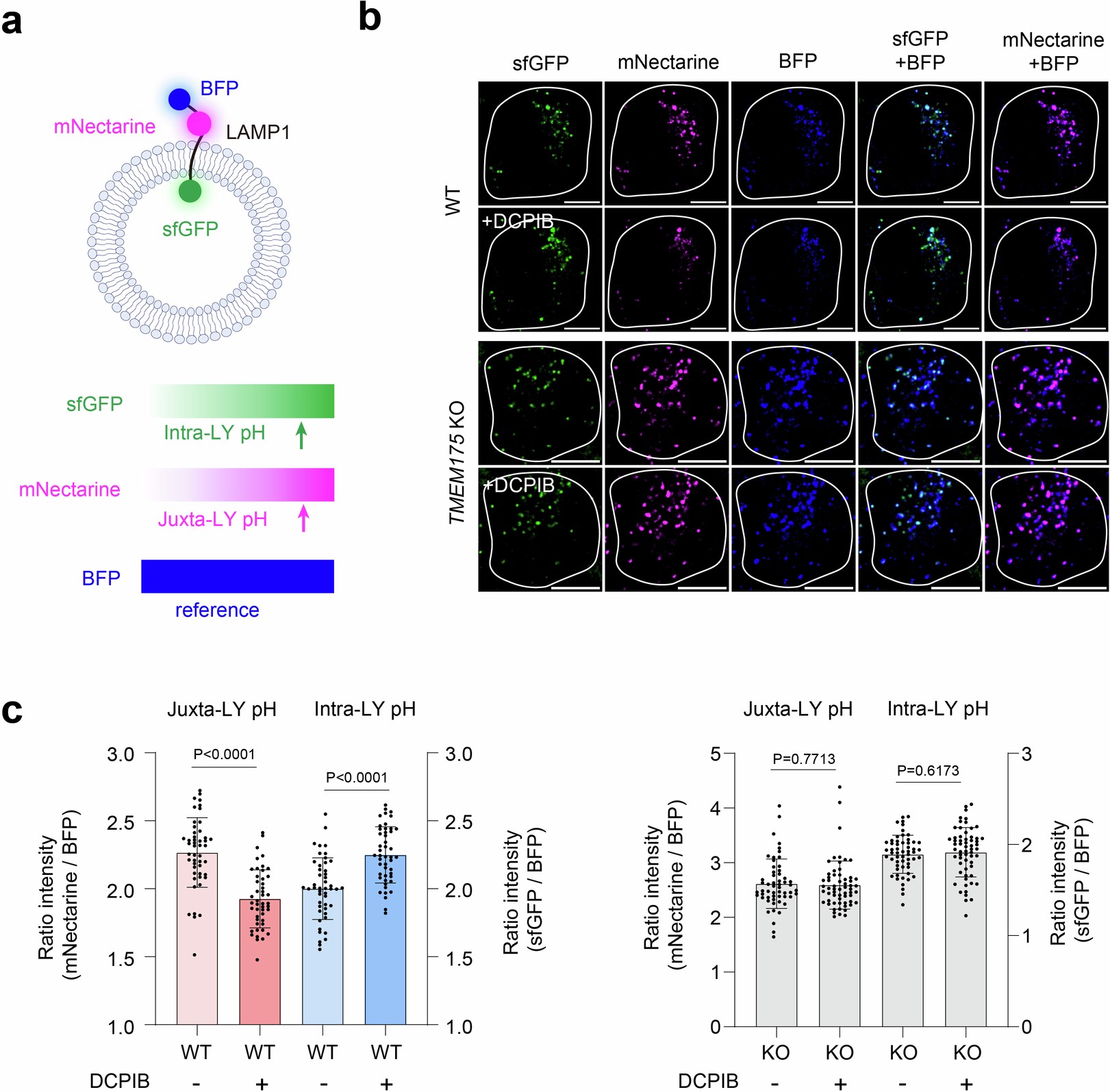 Extended Data Fig. 7: Simultaneous monitoring of both intra-lysosomal and juxta-lysosomal acidities.