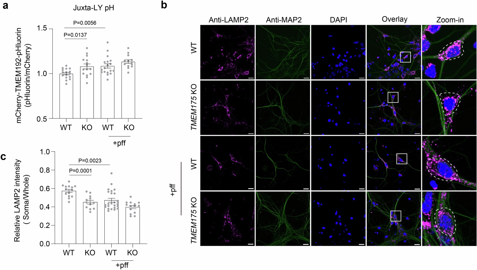 Extended Data Fig. 8: TMEM175 regulates lysosomal distribution in primary mouse neurons.