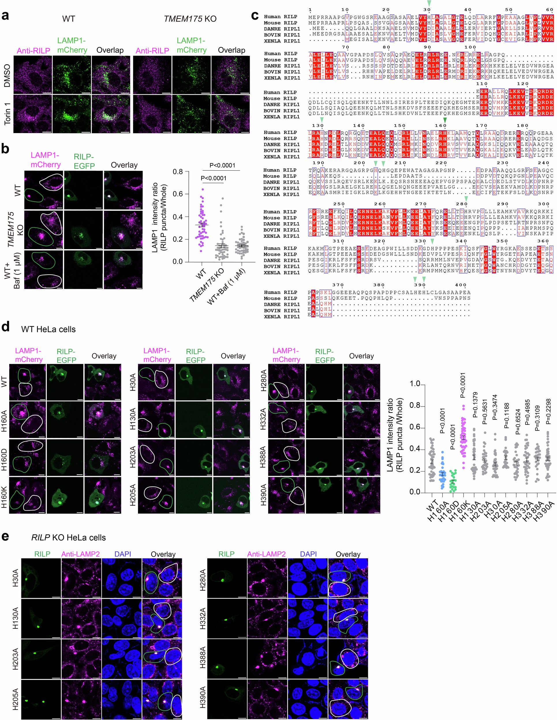 Extended Data Fig. 9: RILP acts as a juxta-lysosomal pH sensor in regulating lysosome retrograde transport.