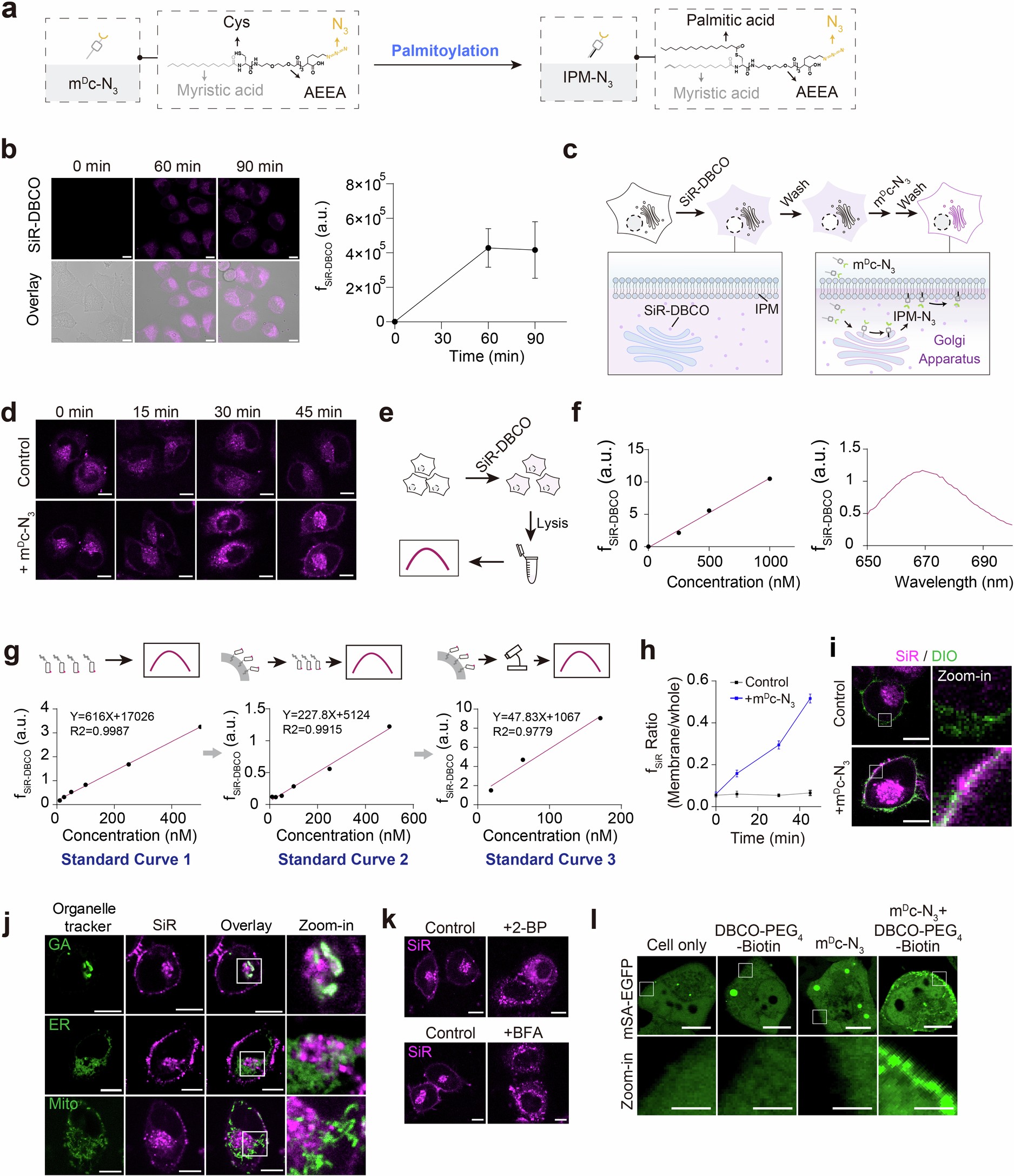 Extended Data Fig. 1: Efficient decoration of an N3 tag on the inner plasma membrane (IPM).