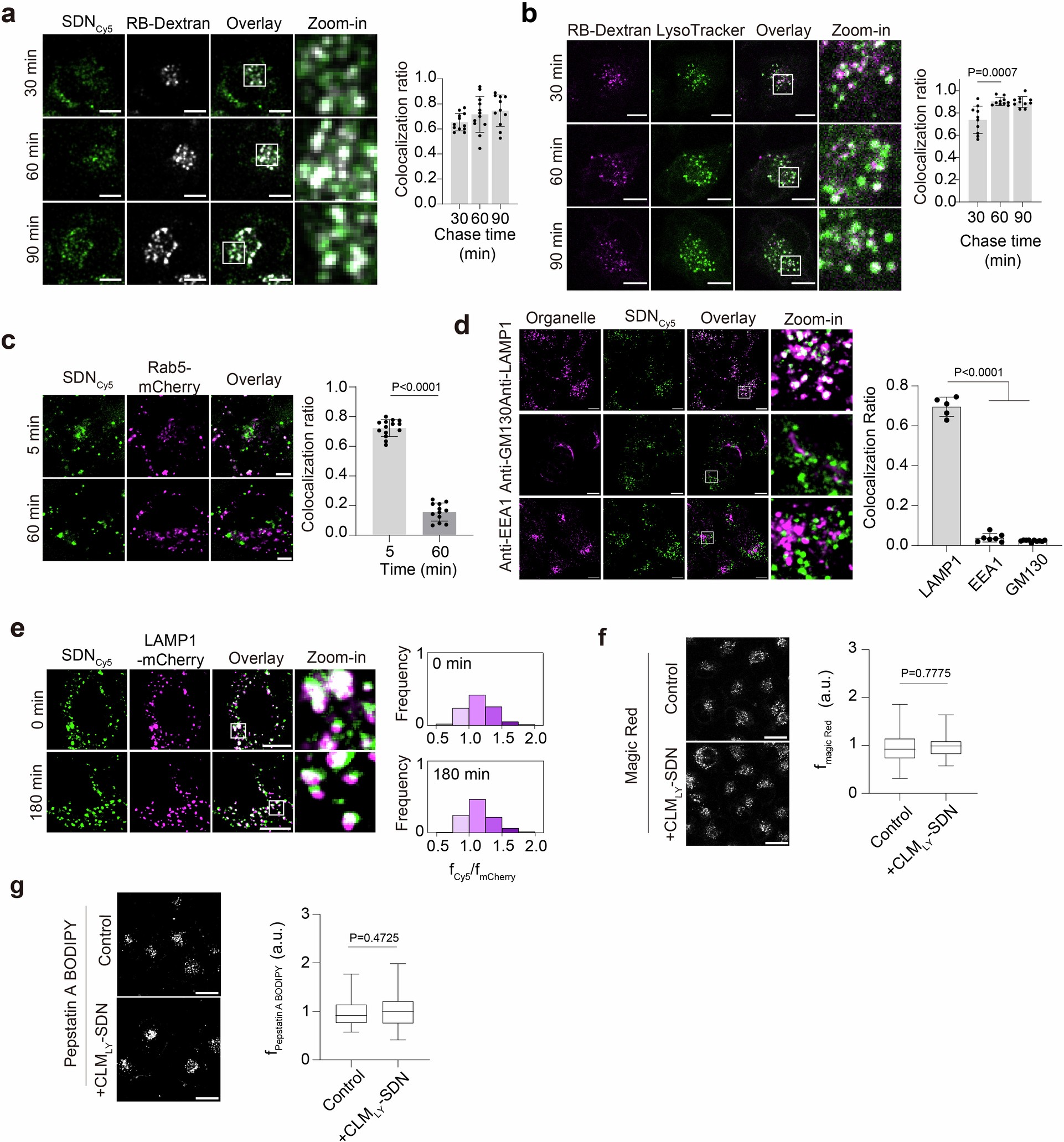 Extended Data Fig. 2: IPM-stabilized DNA nanodevices are sequentially delivered to early endosomes and lysosomes through endosome maturation without affecting lysosomal functions.