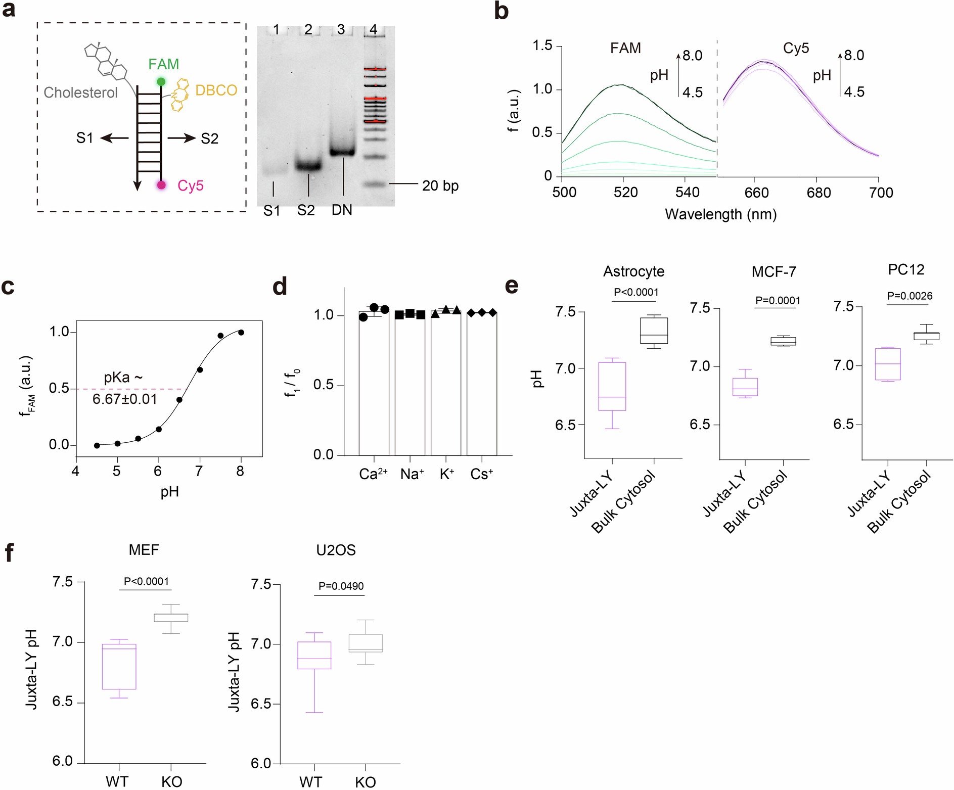 Extended Data Fig. 3: Construction of pH-reporting DNA nanodevices for measuring juxta-lysosomal pH.