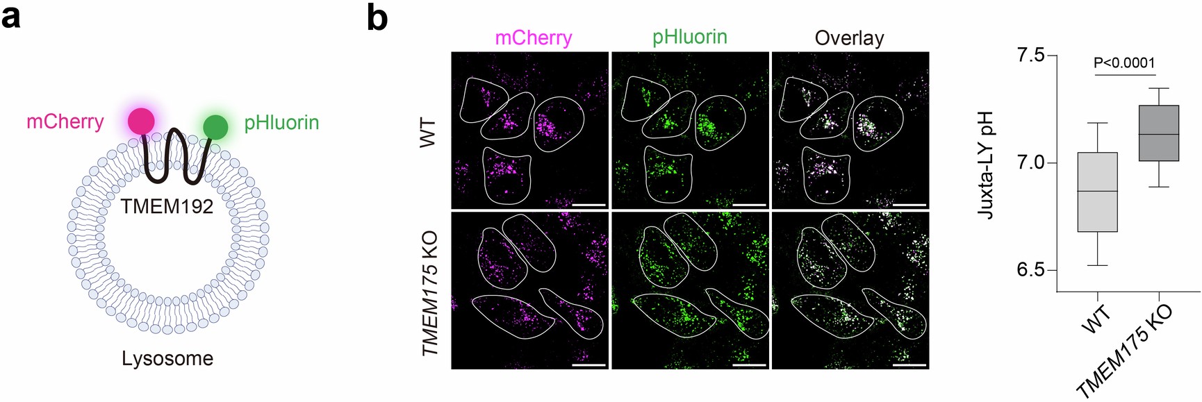 Extended Data Fig. 4: Juxta-lysosomal pH of WT and TMEM175 KO cells determined using a lysosome-targeted, genetically-encoded pH indicator.